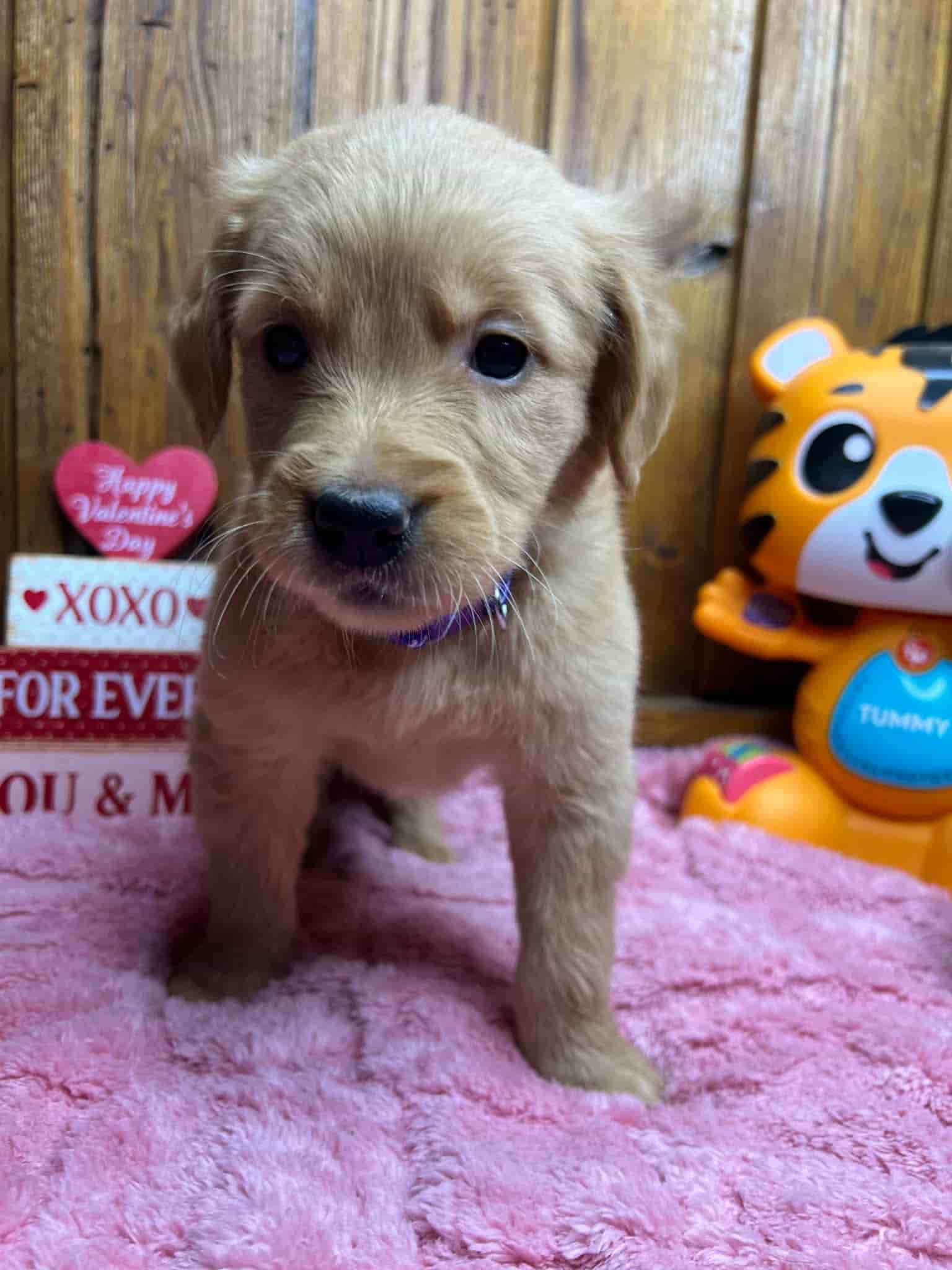 A purebred chocolate Labrador Retriever puppy with a pink curtain and red rose flowers around him.
