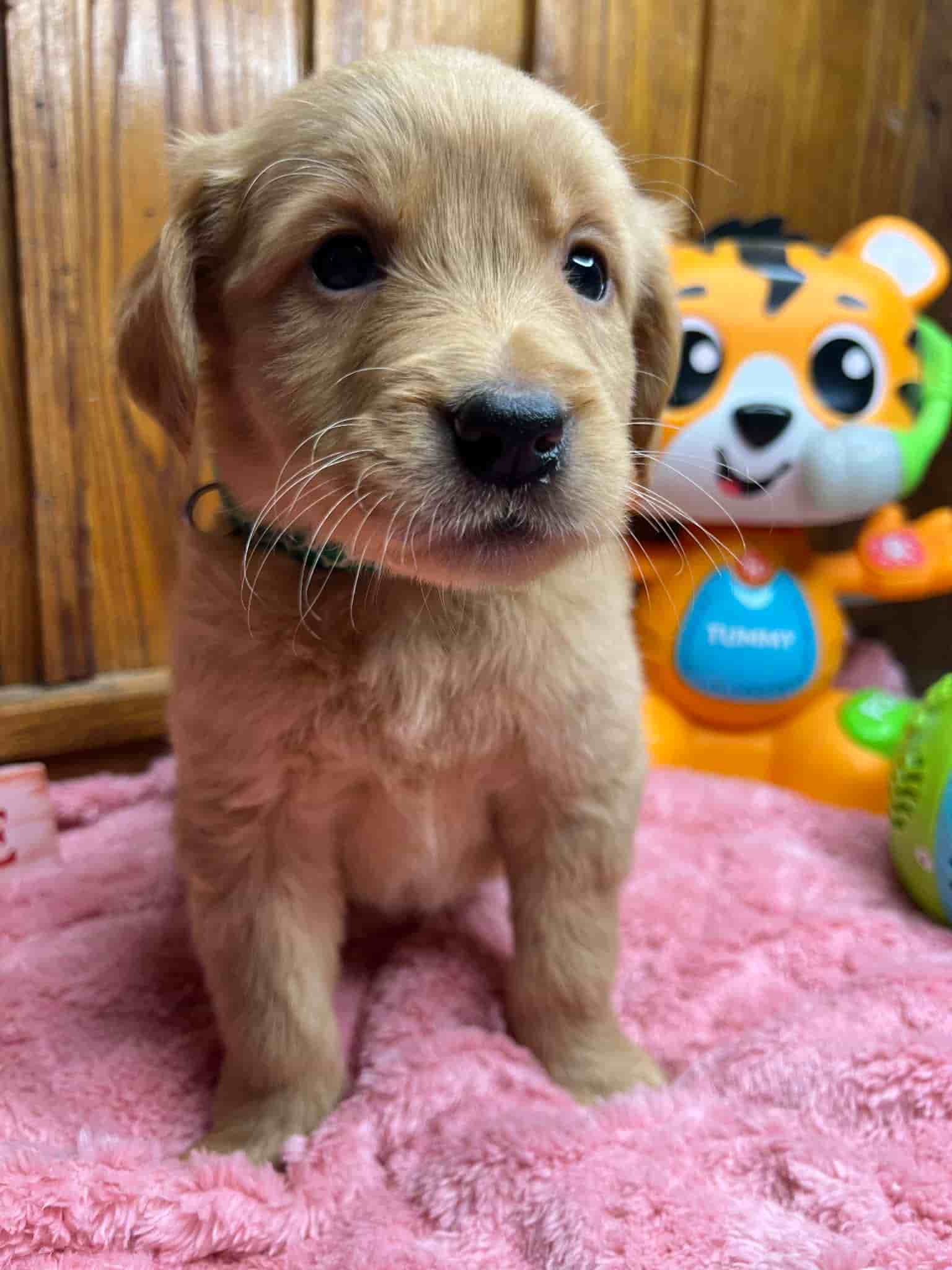 A purebred chocolate Labrador Retriever puppy with a pink curtain and red rose flowers around him.