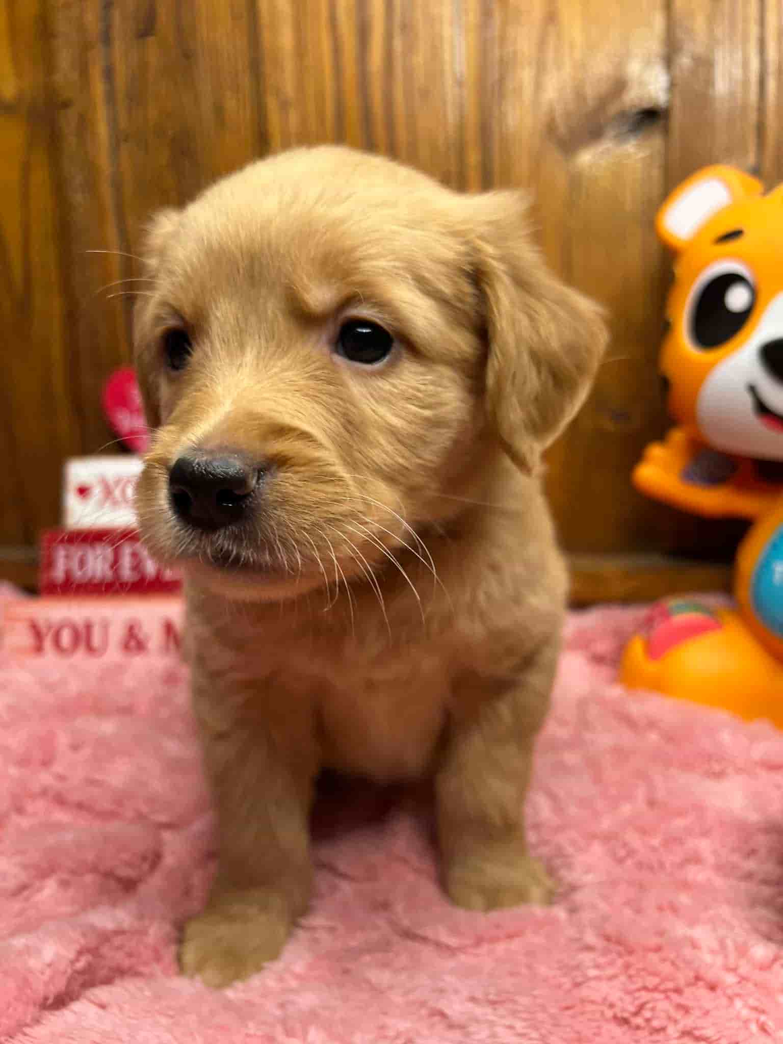 A purebred yellow Labrador Retriever puppy with a pink curtain and red rose flowers around him.