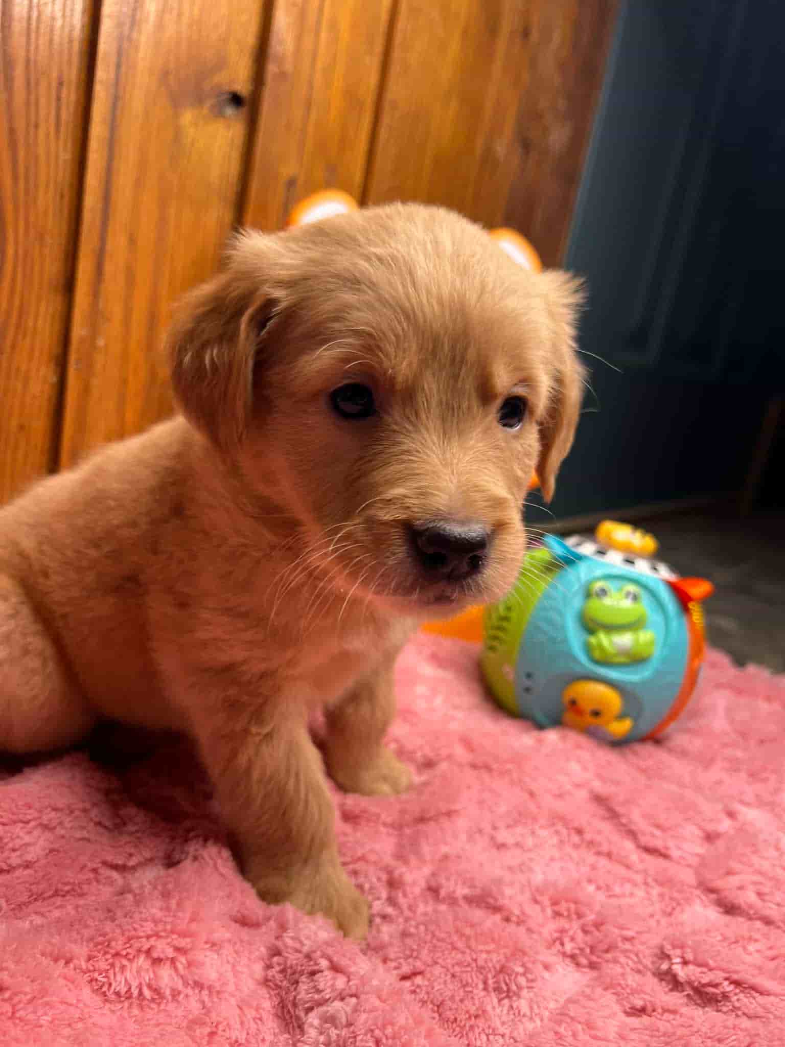 A purebred yellow Labrador Retriever puppy with a pink curtain and red rose flowers around him.