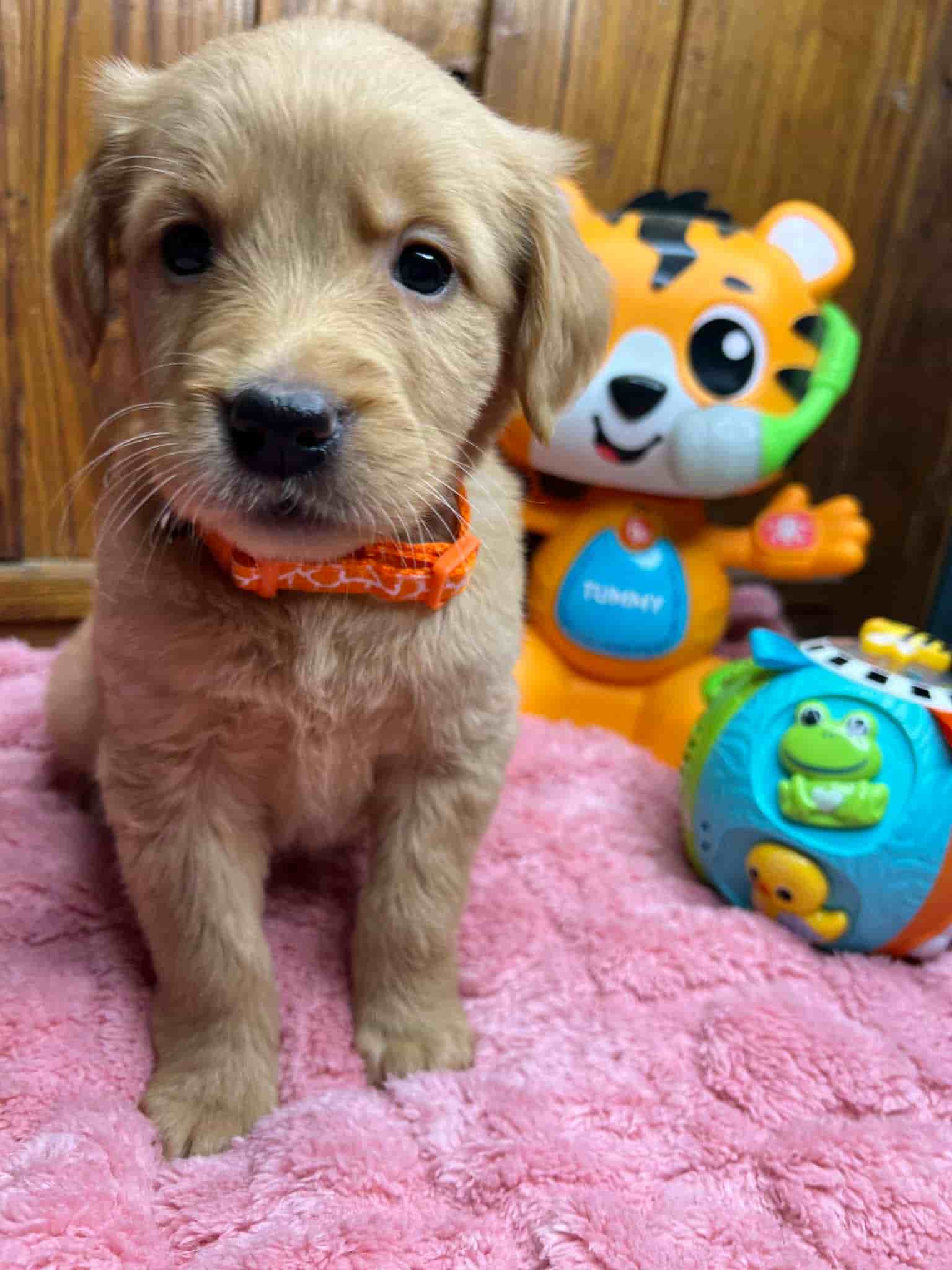 A purebred yellow Labrador Retriever puppy with a pink curtain and red rose flowers around him.