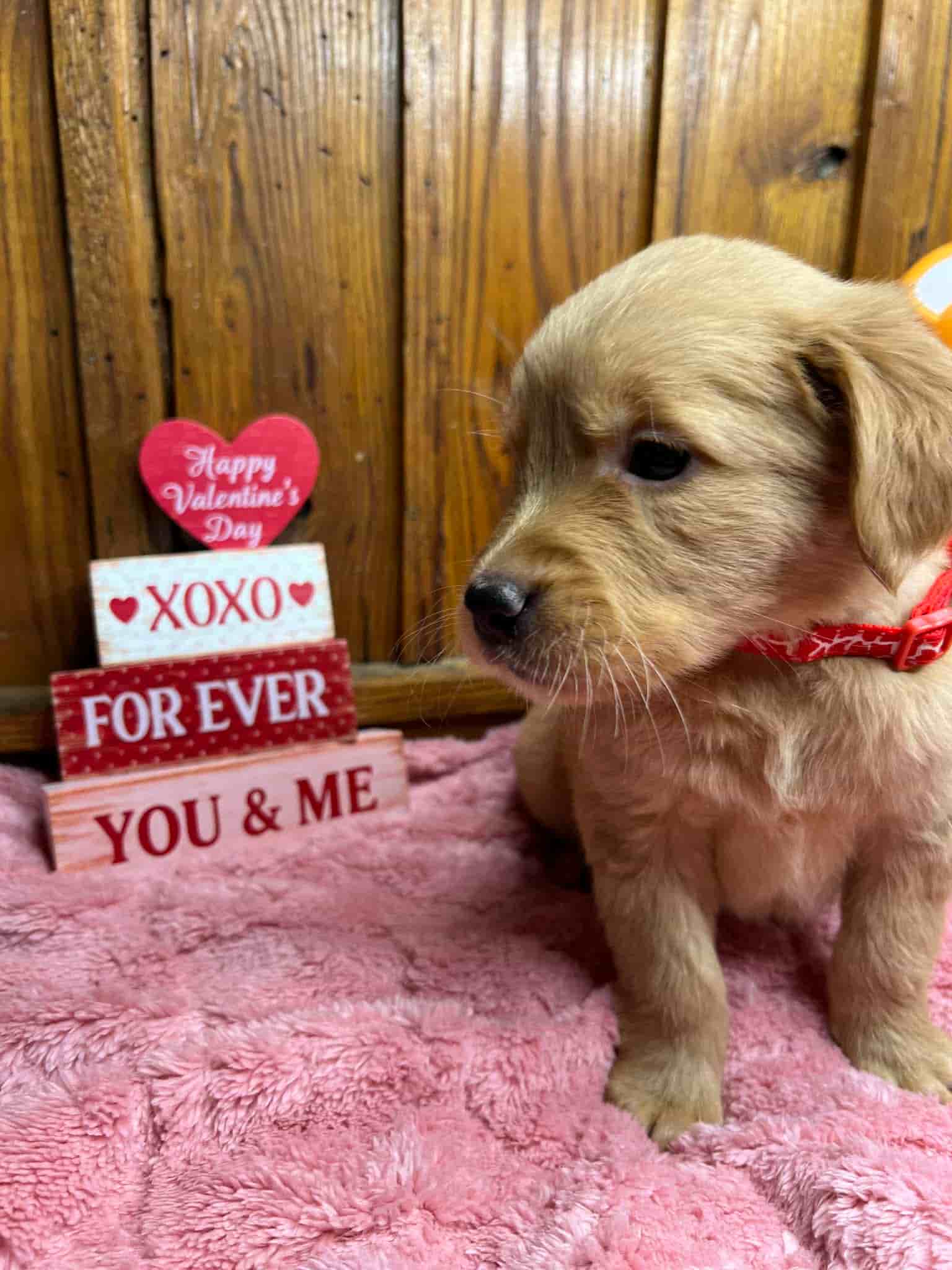 A purebred yellow Labrador Retriever puppy with a pink curtain and red rose flowers around him.