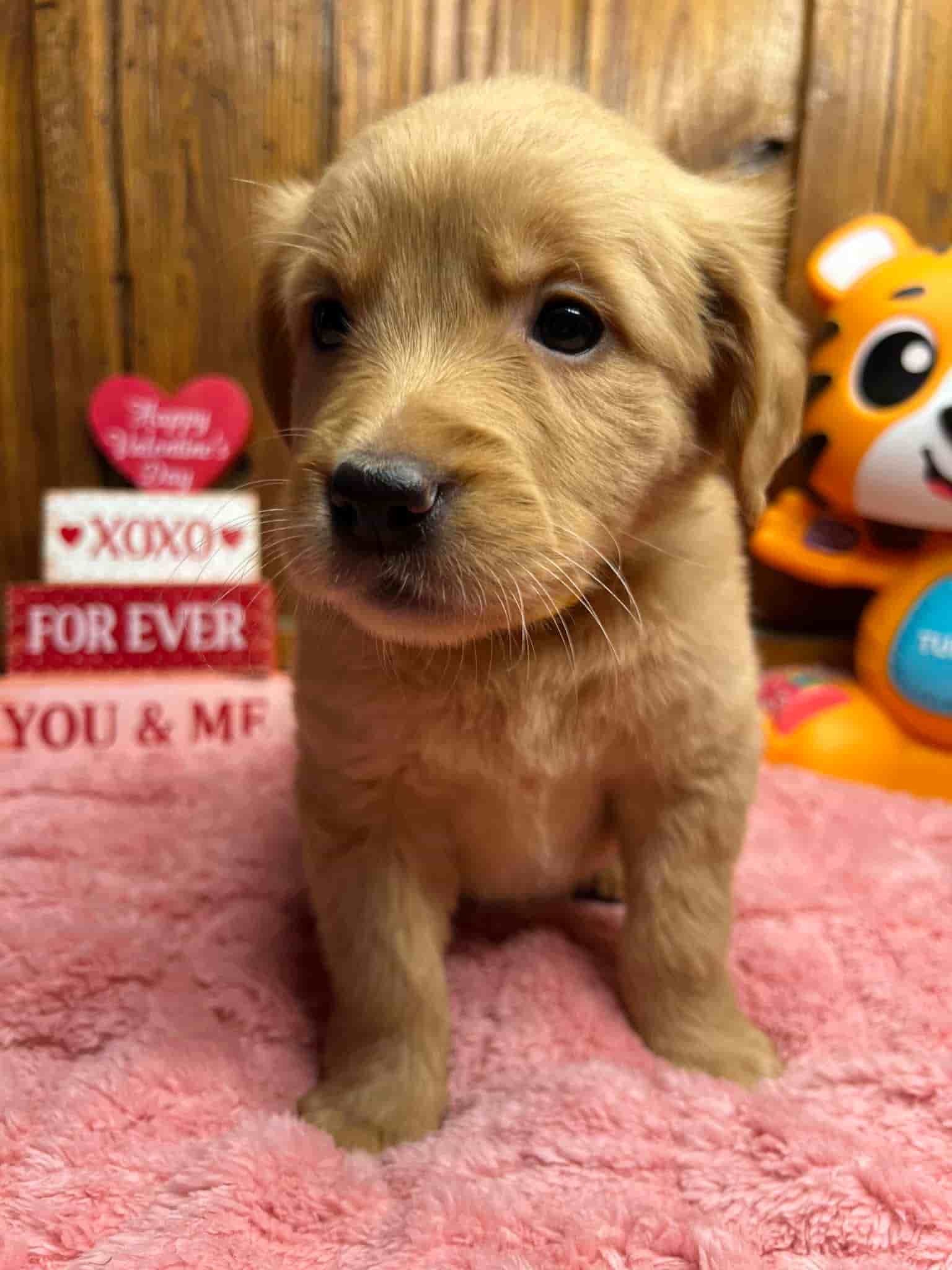 A purebred yellow Labrador Retriever puppy with a pink curtain and red rose flowers around him.