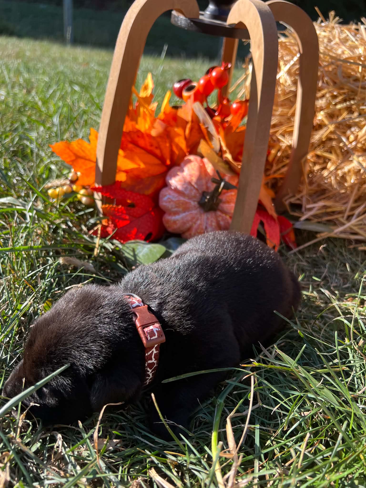 A purebred Labrador Retriever puppy outside in natural daylight.