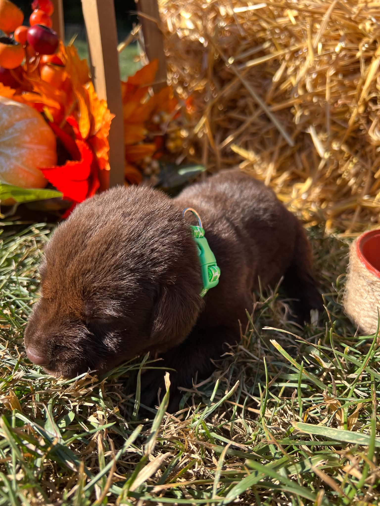 A purebred Labrador Retriever puppy outside in natural daylight.