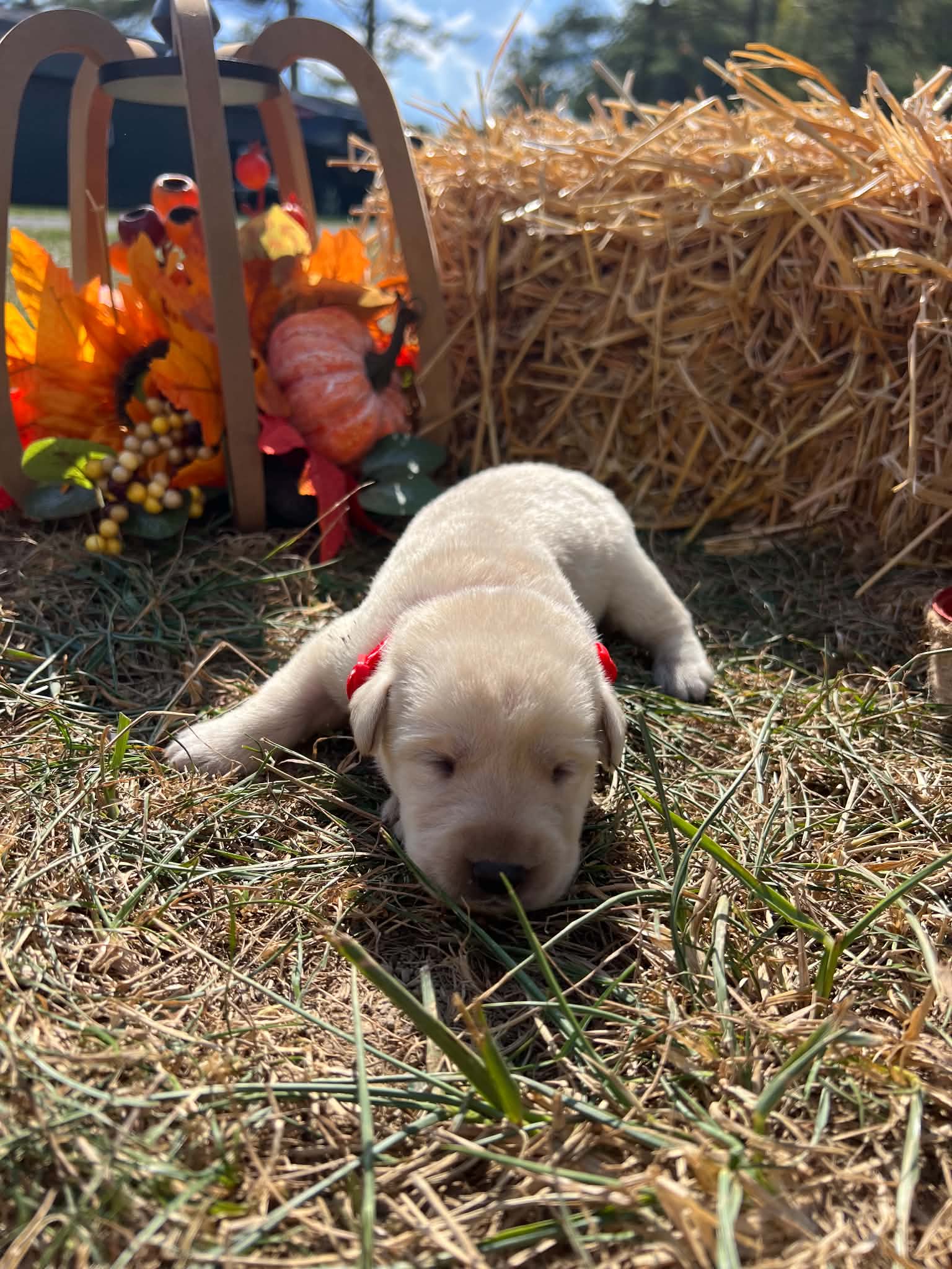 A purebred Labrador Retriever puppy outside in natural daylight.