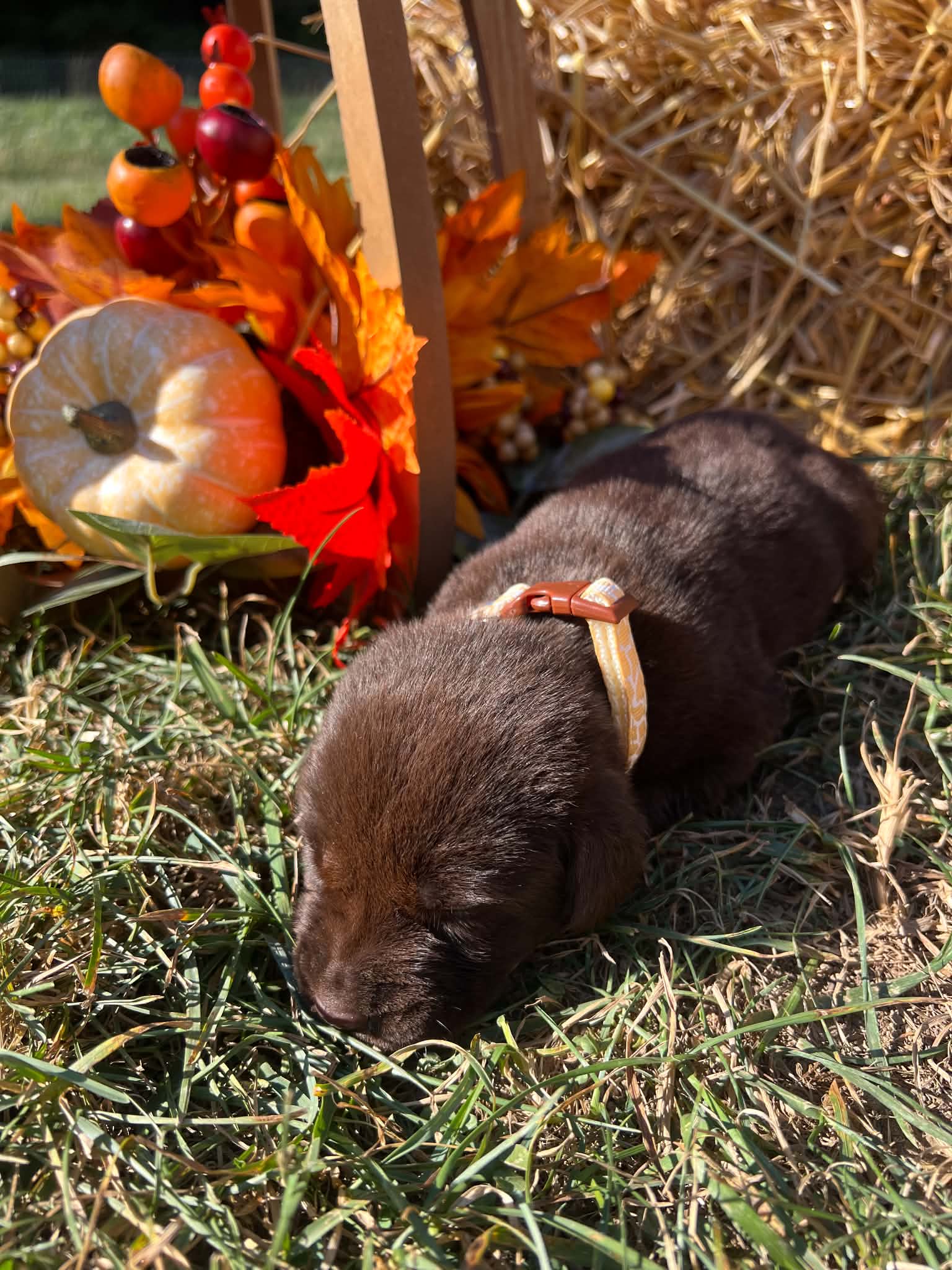 A purebred Labrador Retriever puppy outside in natural daylight.