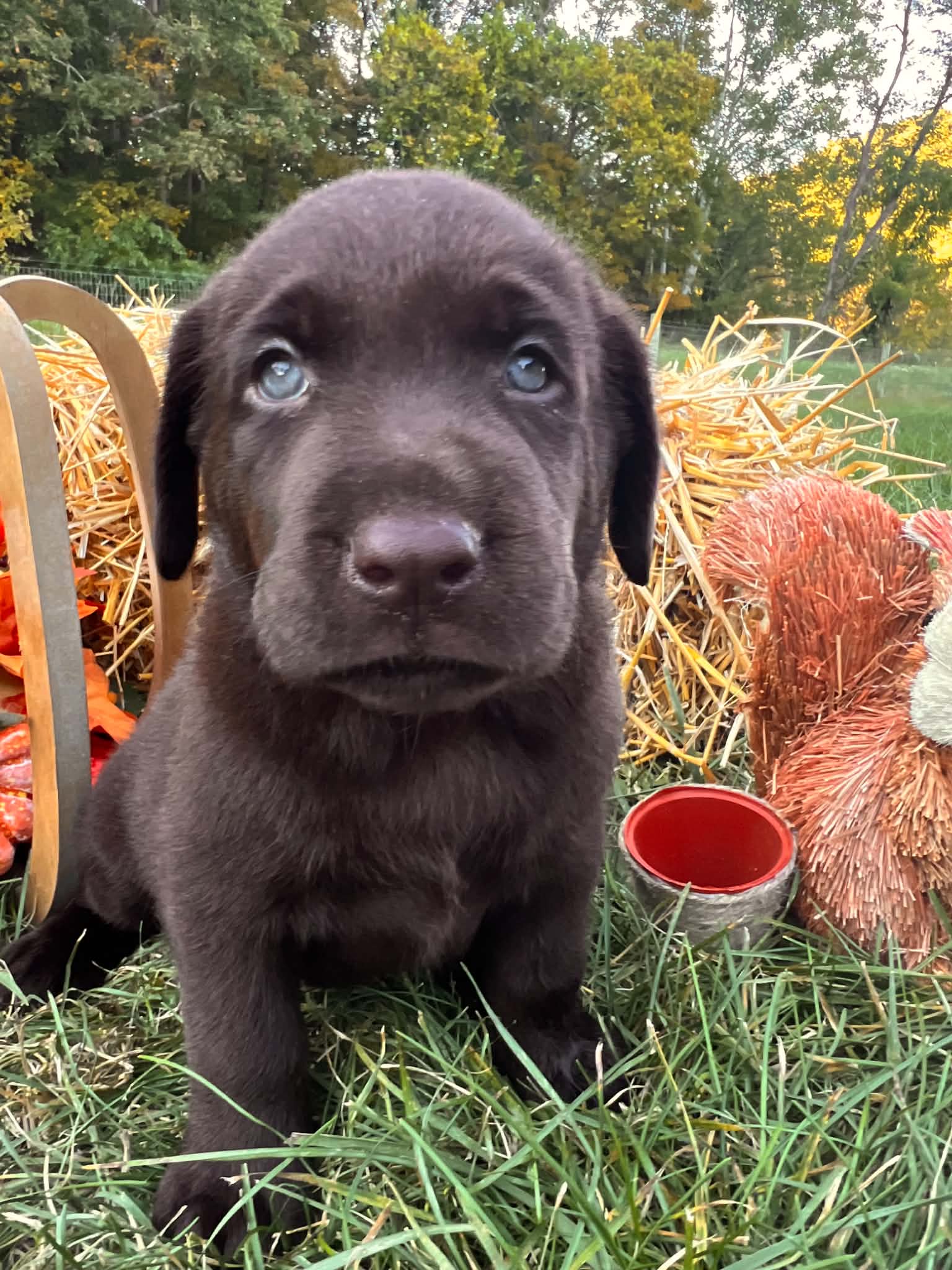 A purebred Labrador Retriever puppy outside in natural daylight.