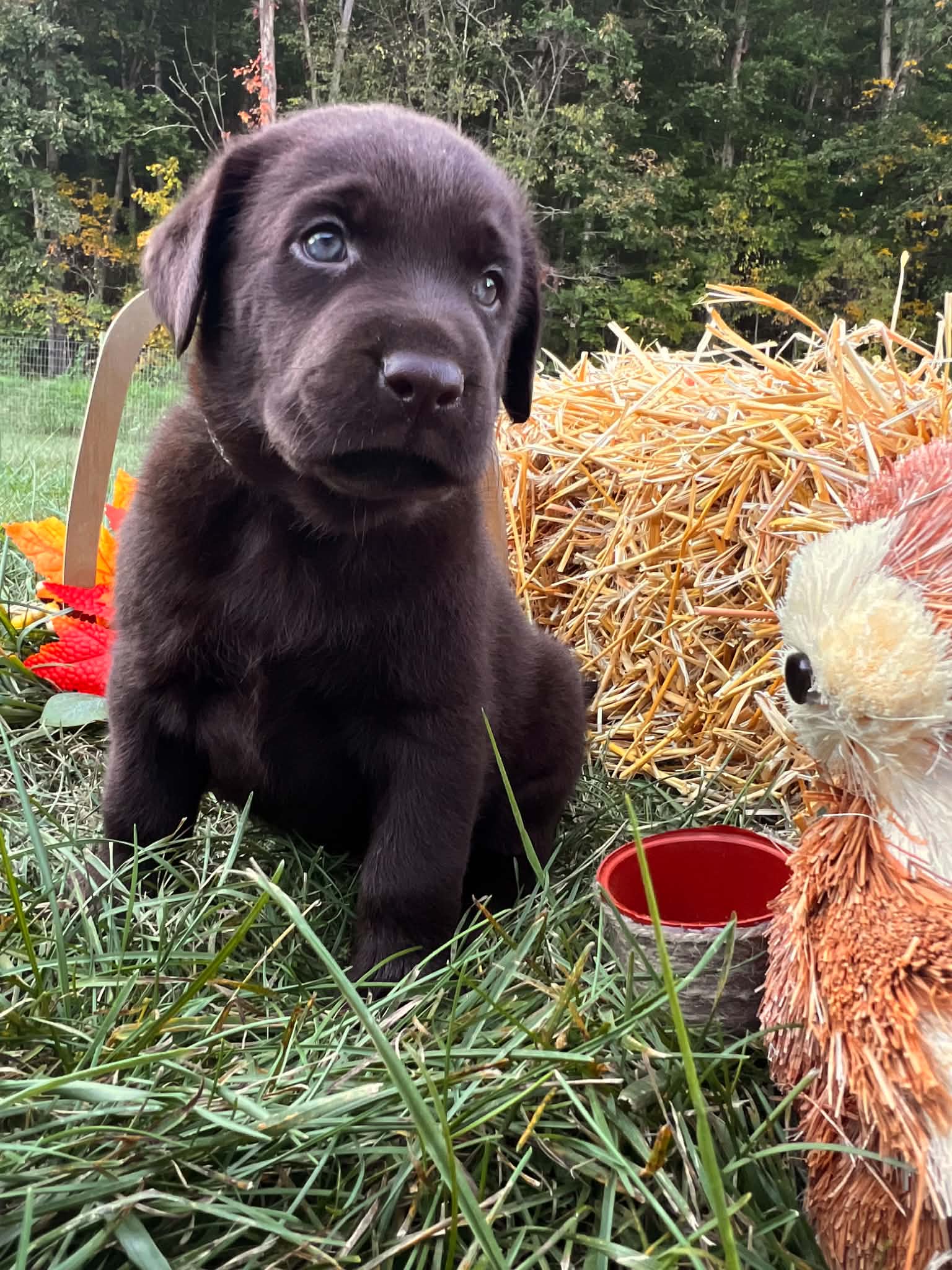 A purebred Labrador Retriever puppy outside in natural daylight.