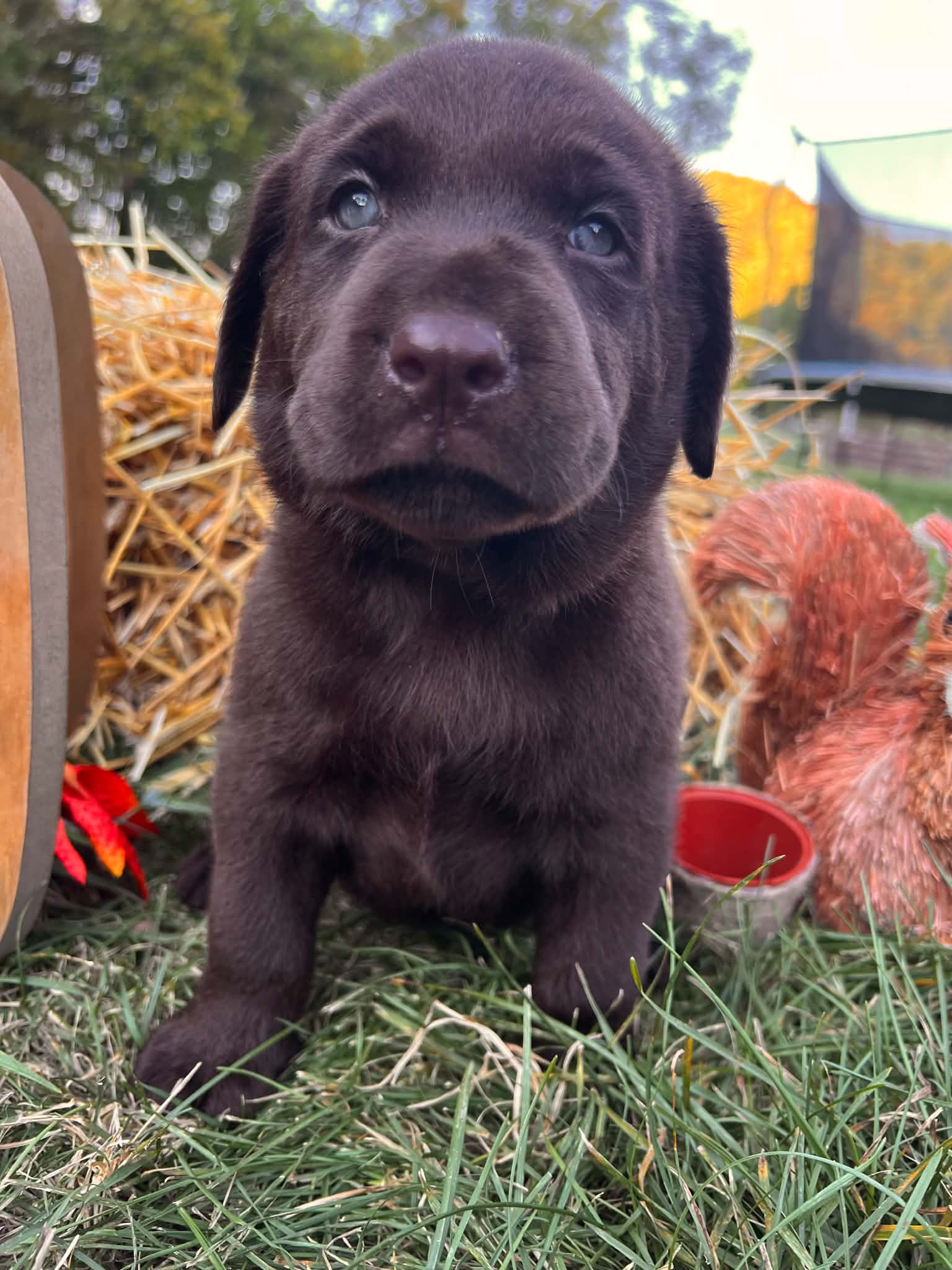 A purebred Labrador Retriever puppy outside in natural daylight.