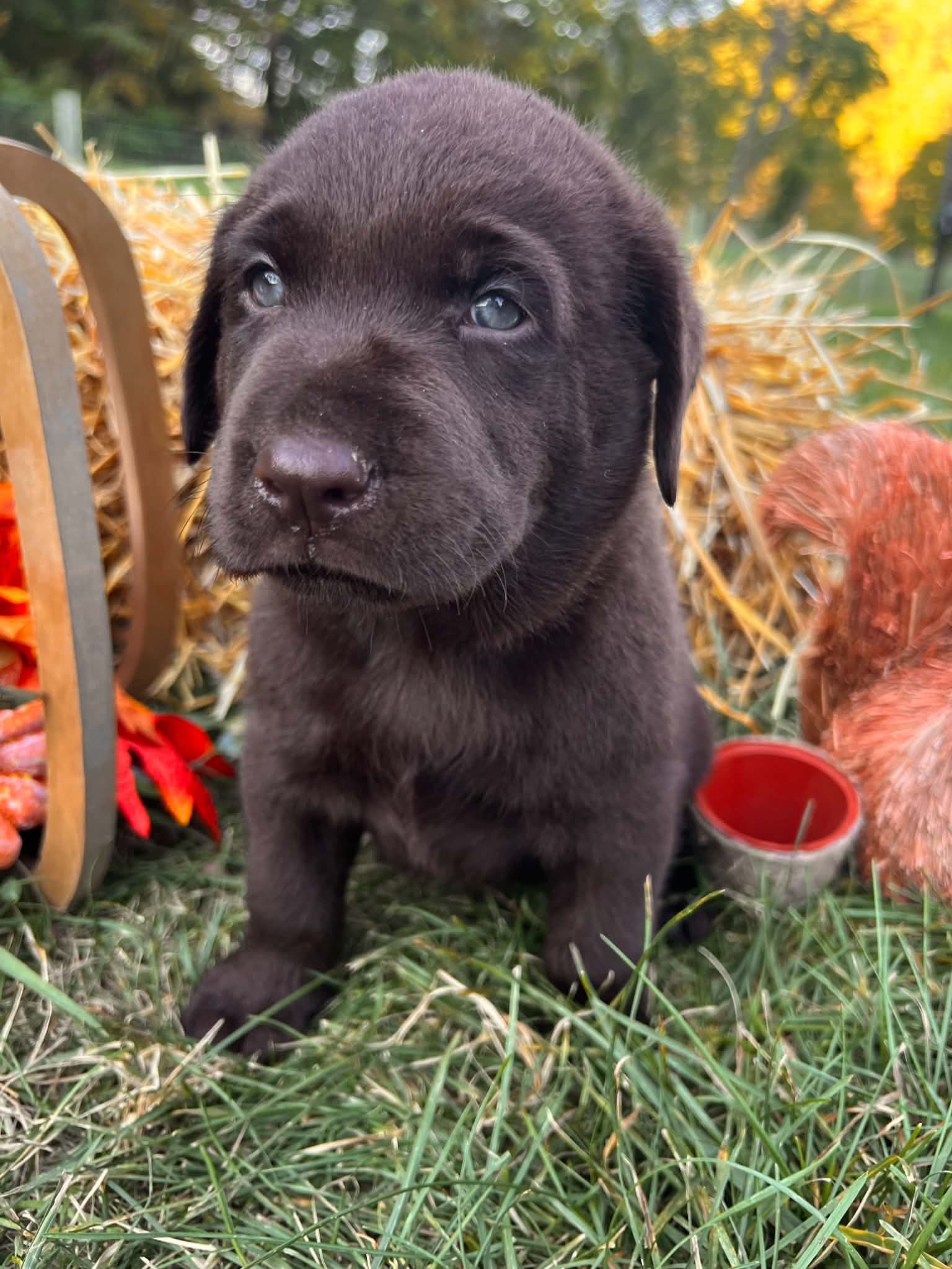 A purebred Labrador Retriever puppy outside in natural daylight.