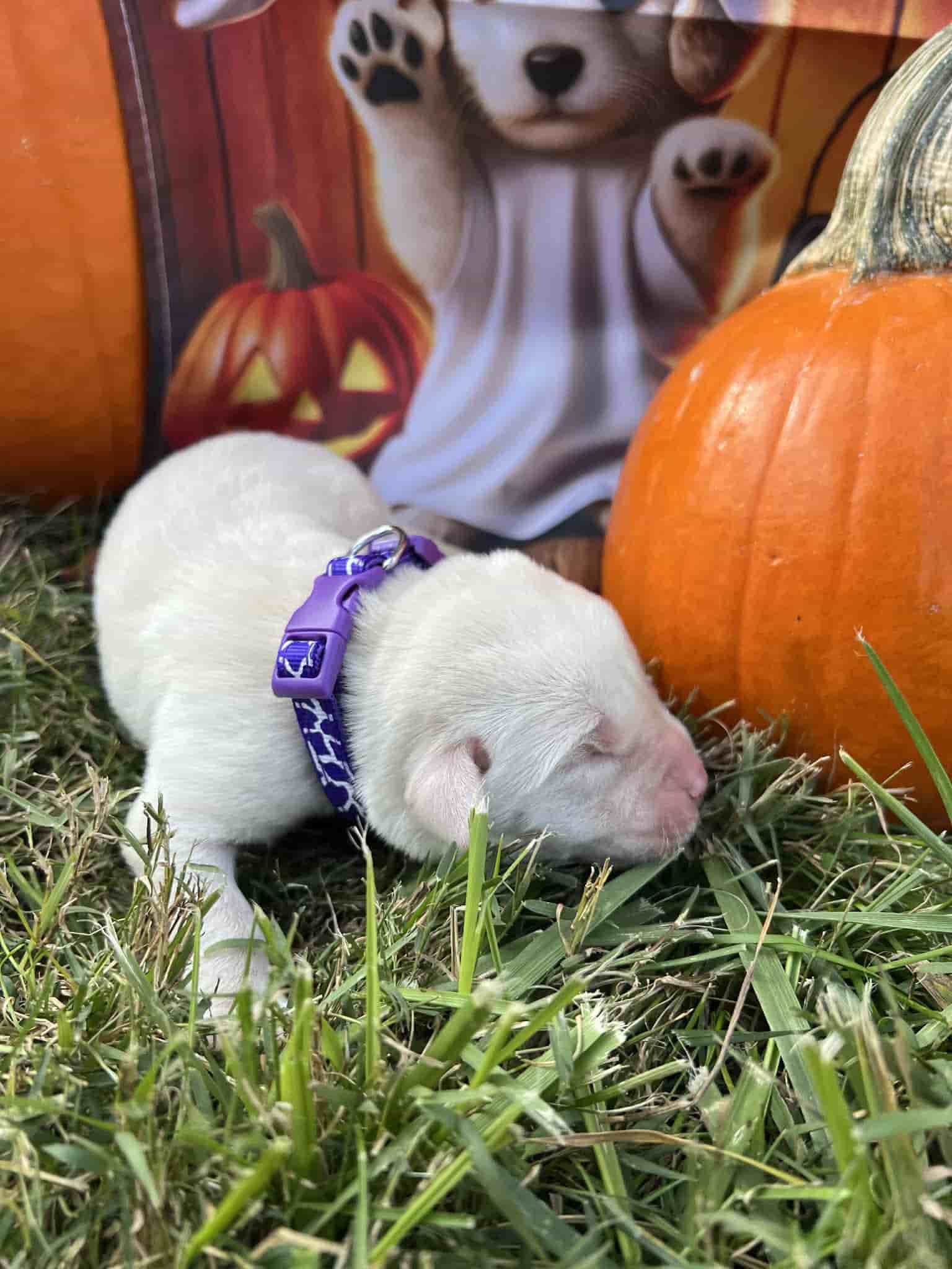 A purebred yellow Labrador Retriever puppy with a pink curtain and red rose flowers around him.