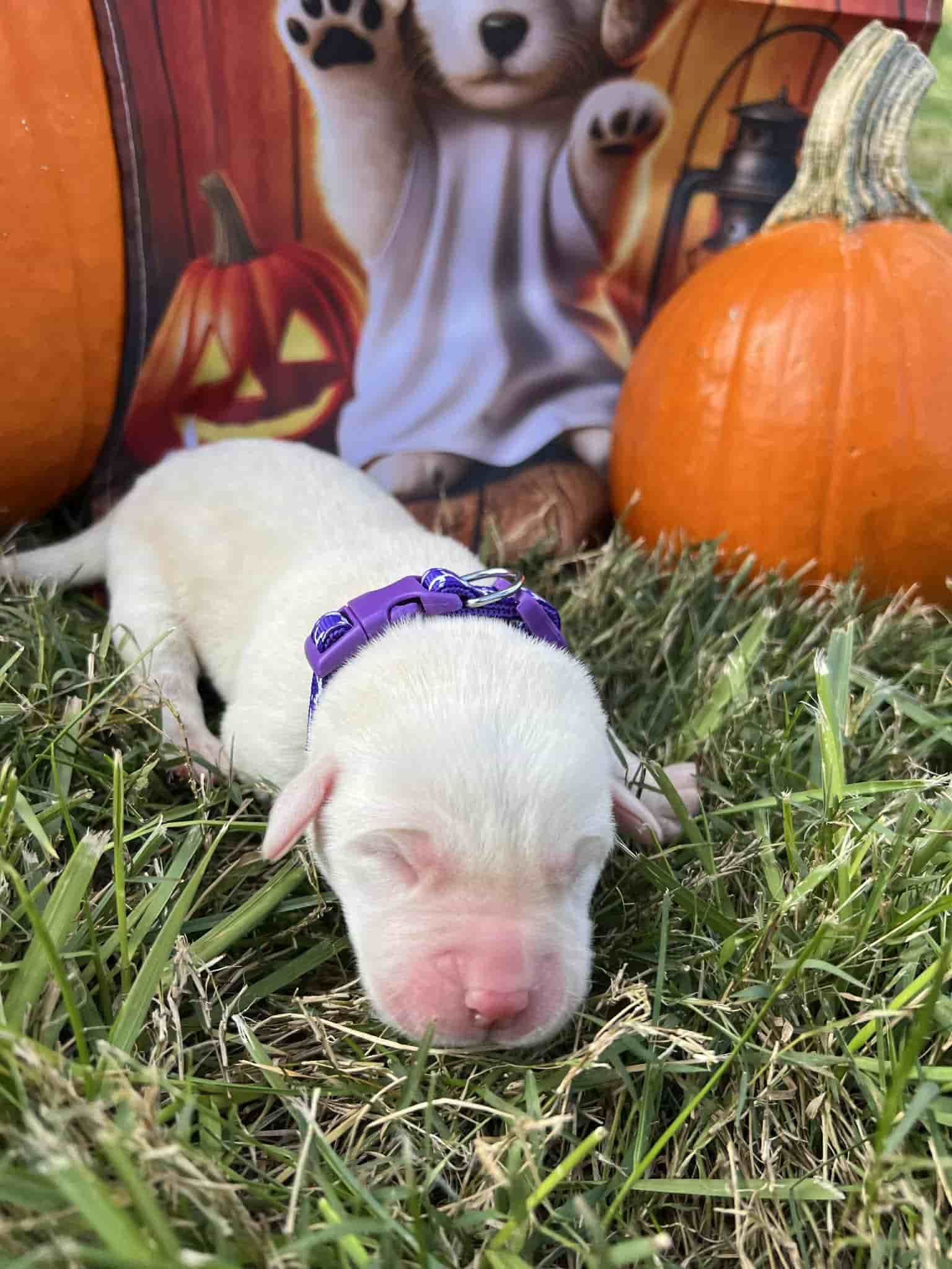 A purebred yellow Labrador Retriever puppy with a pink curtain and red rose flowers around him.