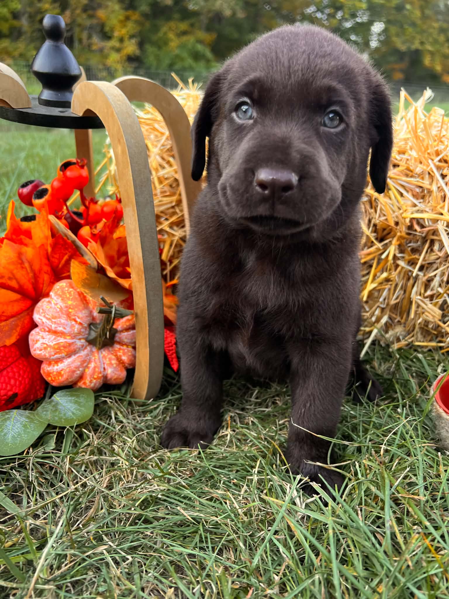 A purebred Labrador Retriever puppy outside in natural daylight.