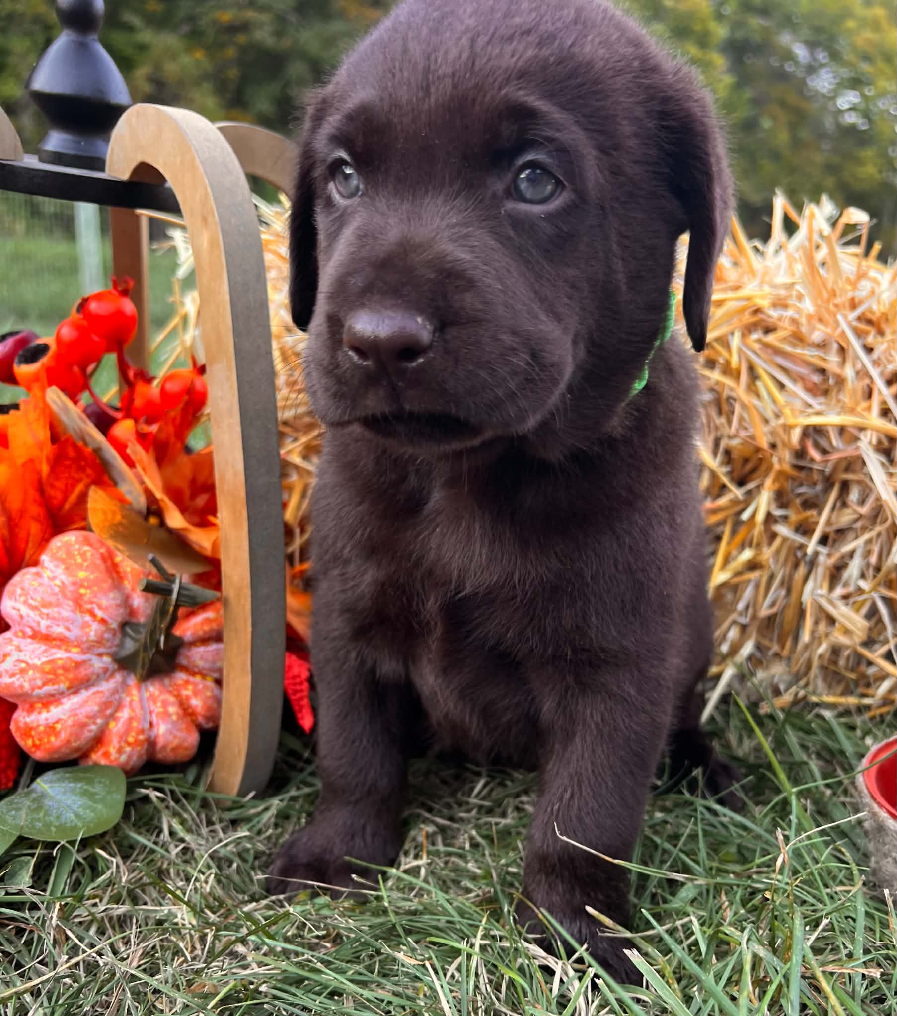 A purebred Labrador Retriever puppy outside in natural daylight.