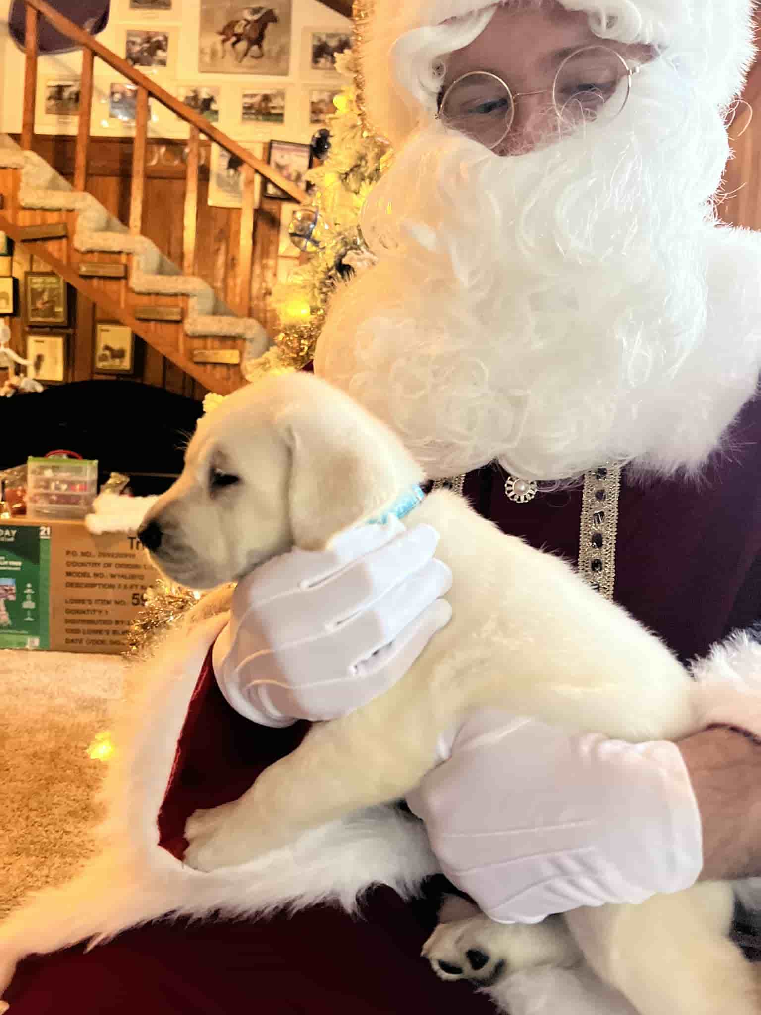 A purebred yellow Labrador Retriever puppy with a pink curtain and red rose flowers around him.