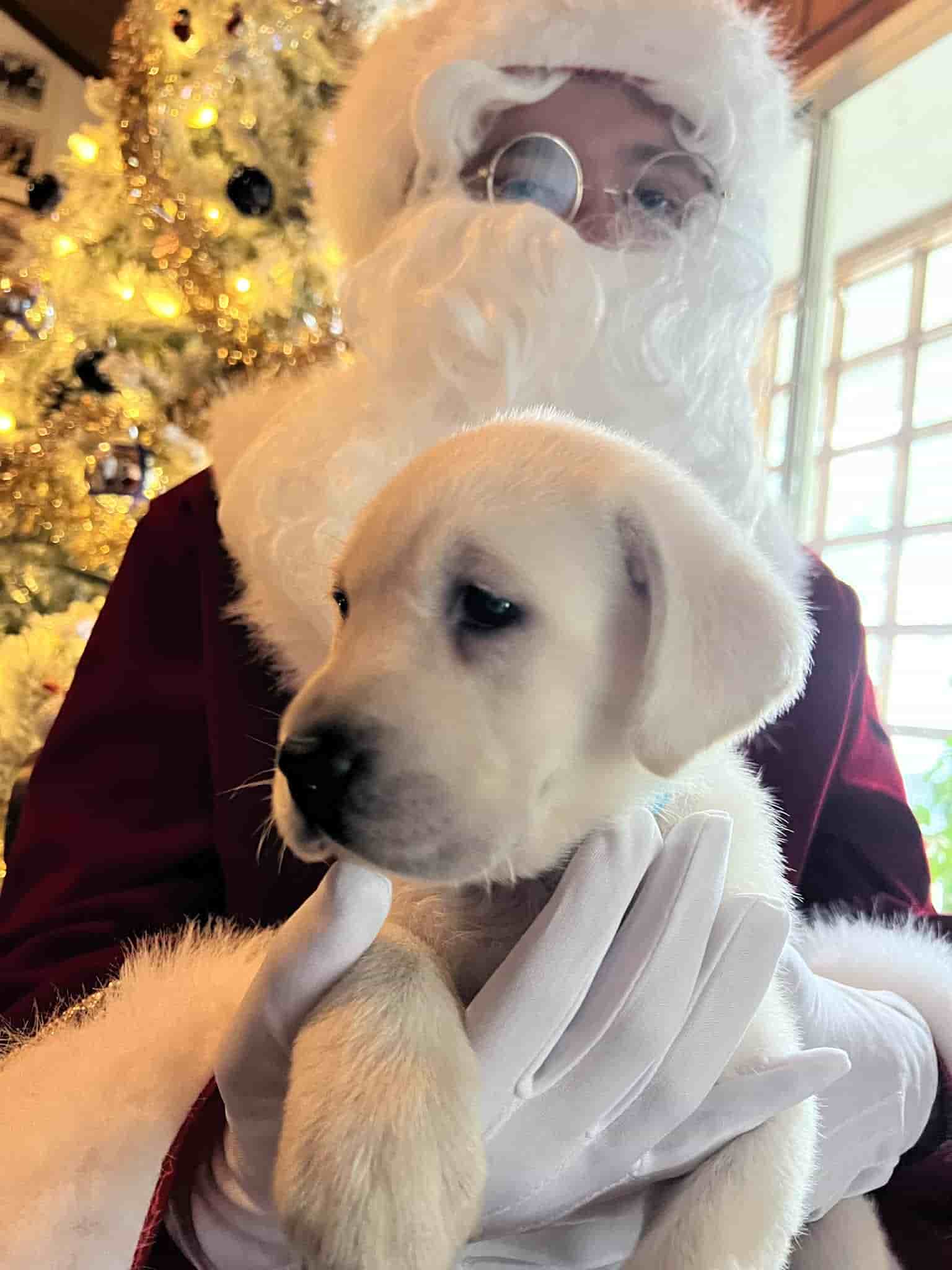 A purebred yellow Labrador Retriever puppy with a pink curtain and red rose flowers around him.