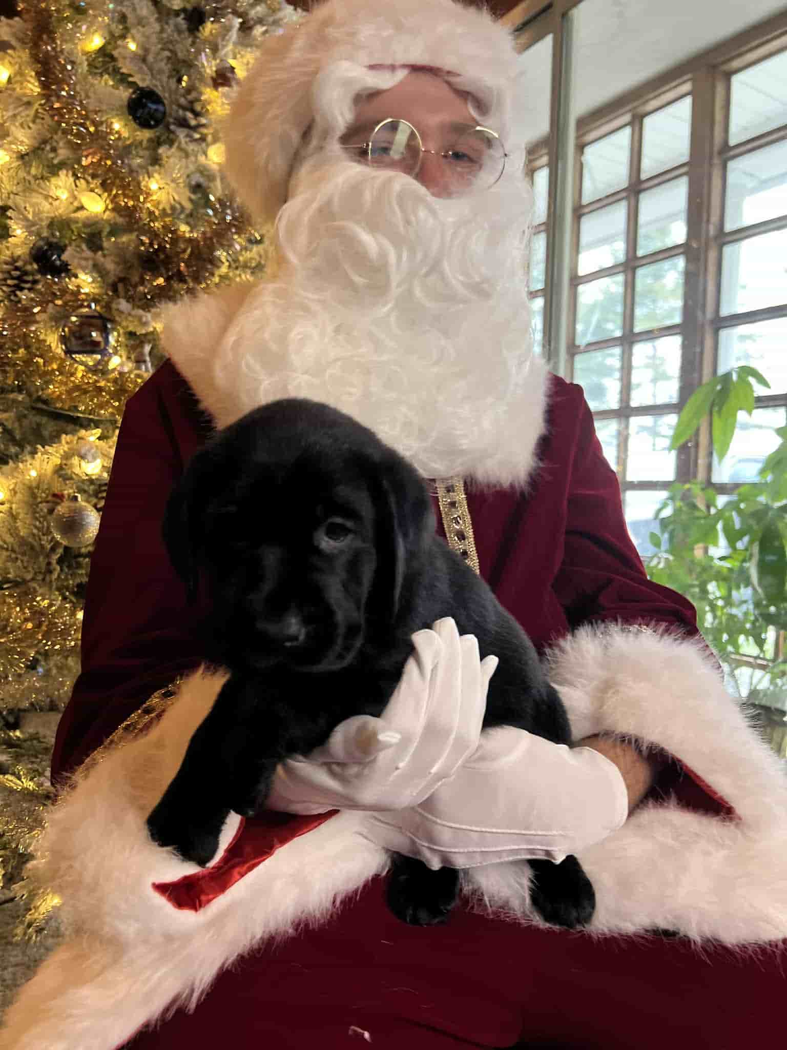 A purebred yellow Labrador Retriever puppy with a pink curtain and red rose flowers around him.