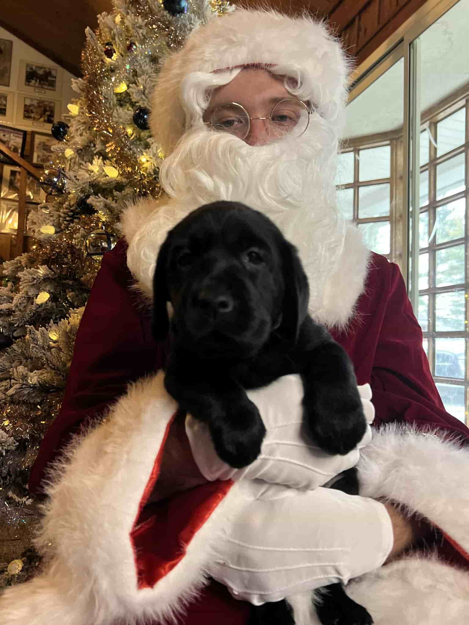 A purebred yellow Labrador Retriever puppy with a pink curtain and red rose flowers around him.