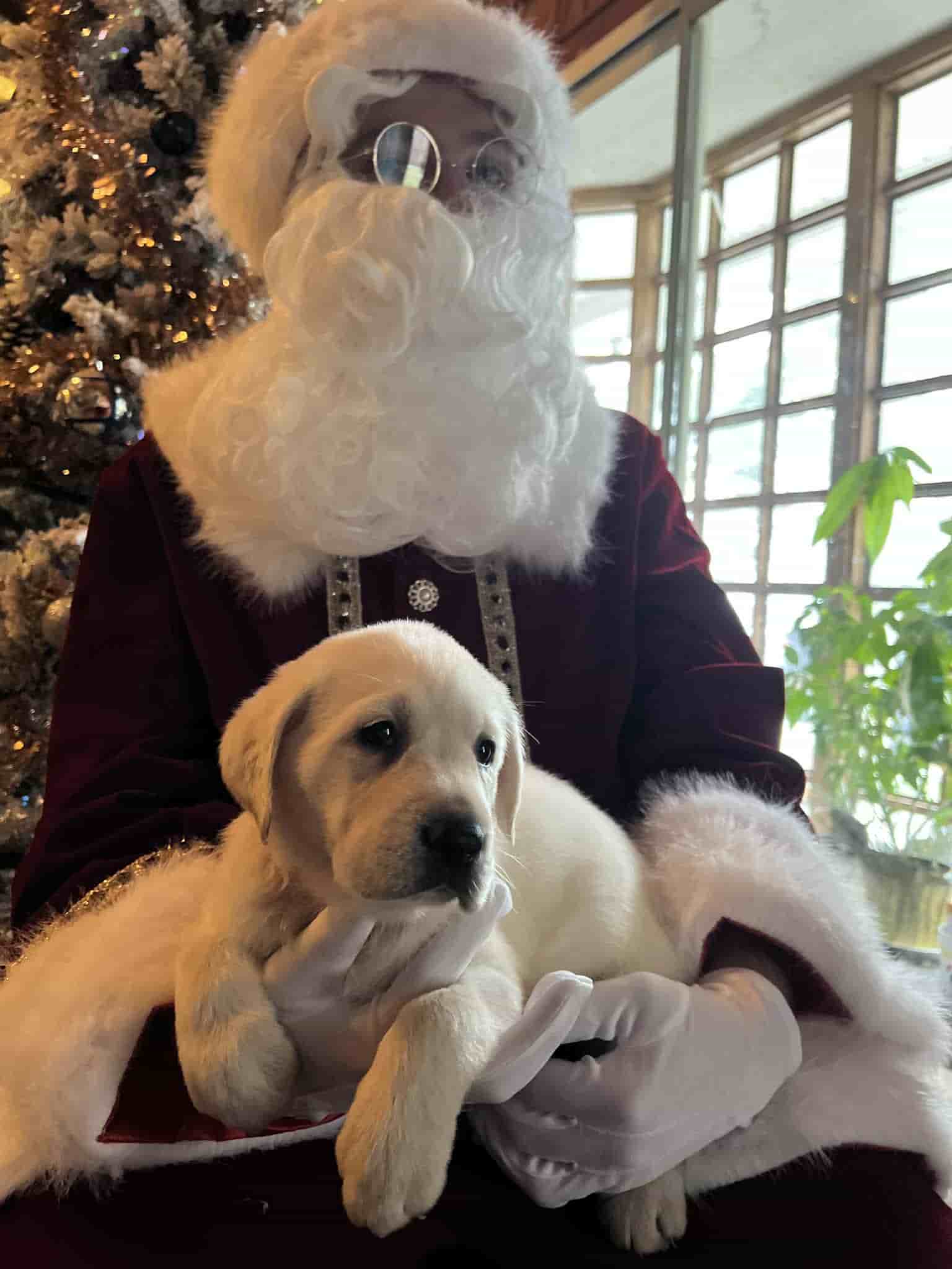 A purebred yellow Labrador Retriever puppy with a pink curtain and red rose flowers around him.
