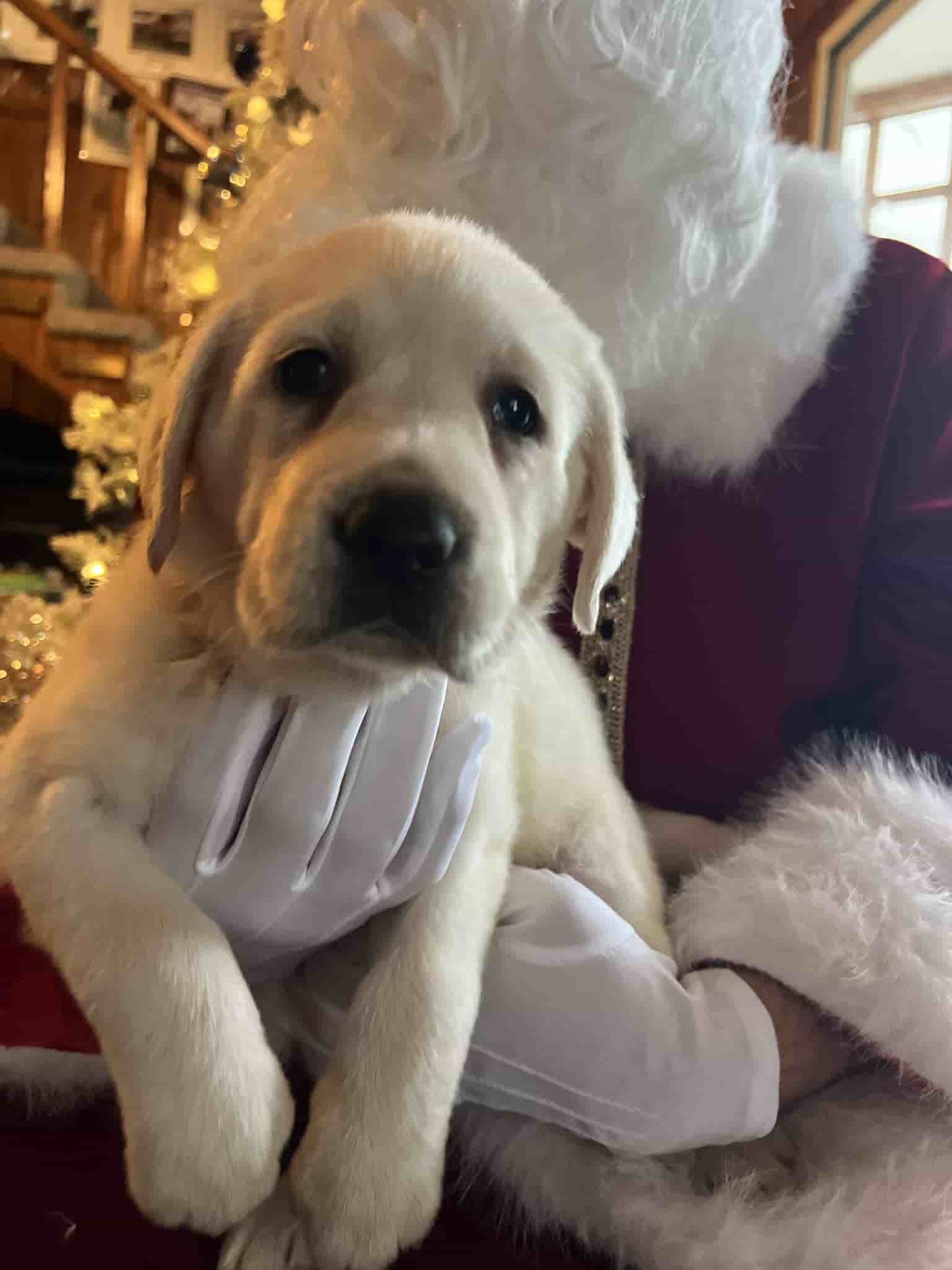 A purebred yellow Labrador Retriever puppy with a pink curtain and red rose flowers around him.