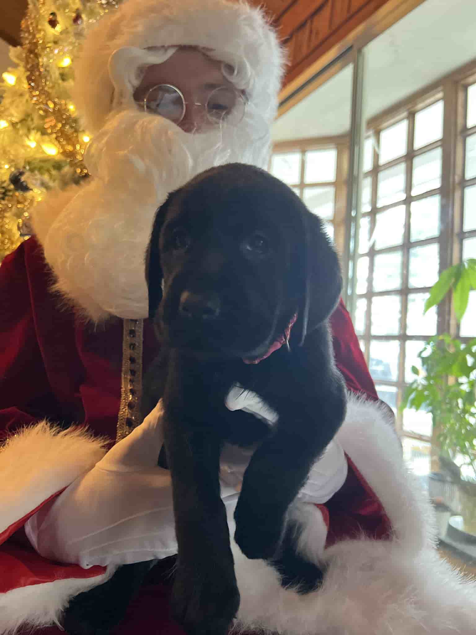 A purebred silver Labrador Retriever puppy with a pink curtain and red rose flowers around him.