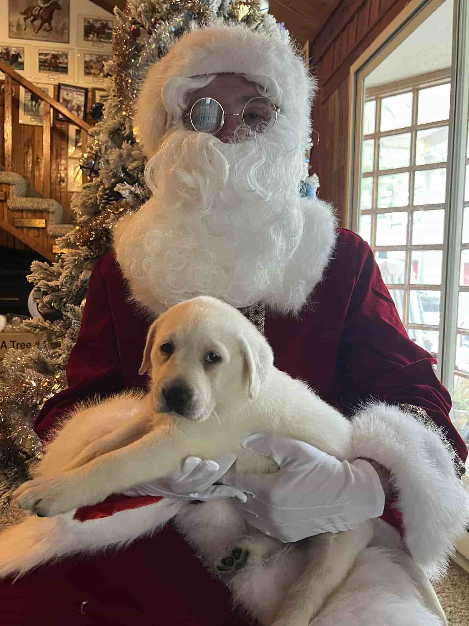 A purebred yellow Labrador Retriever puppy with a pink curtain and red rose flowers around him.