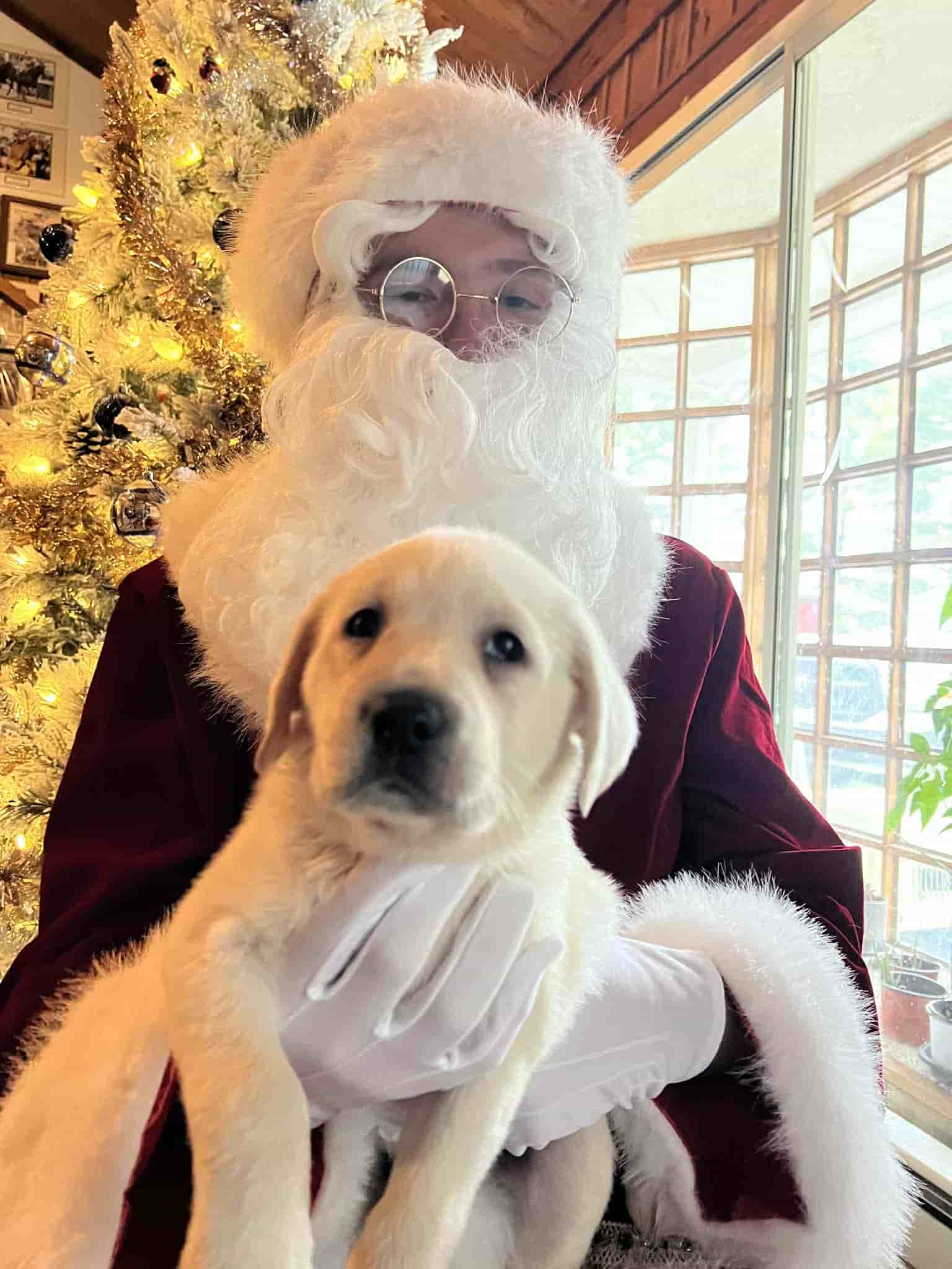 A purebred yellow Labrador Retriever puppy with a pink curtain and red rose flowers around him.