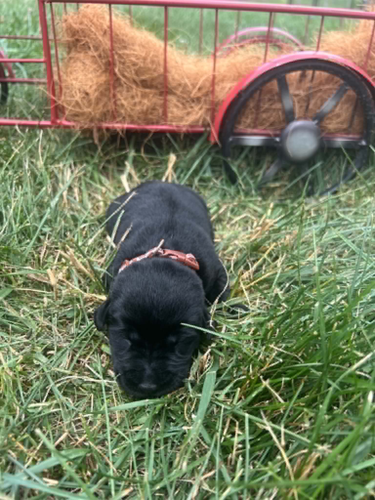 A purebred black Labrador Retriever puppy with a pink curtain and red rose flowers around him.