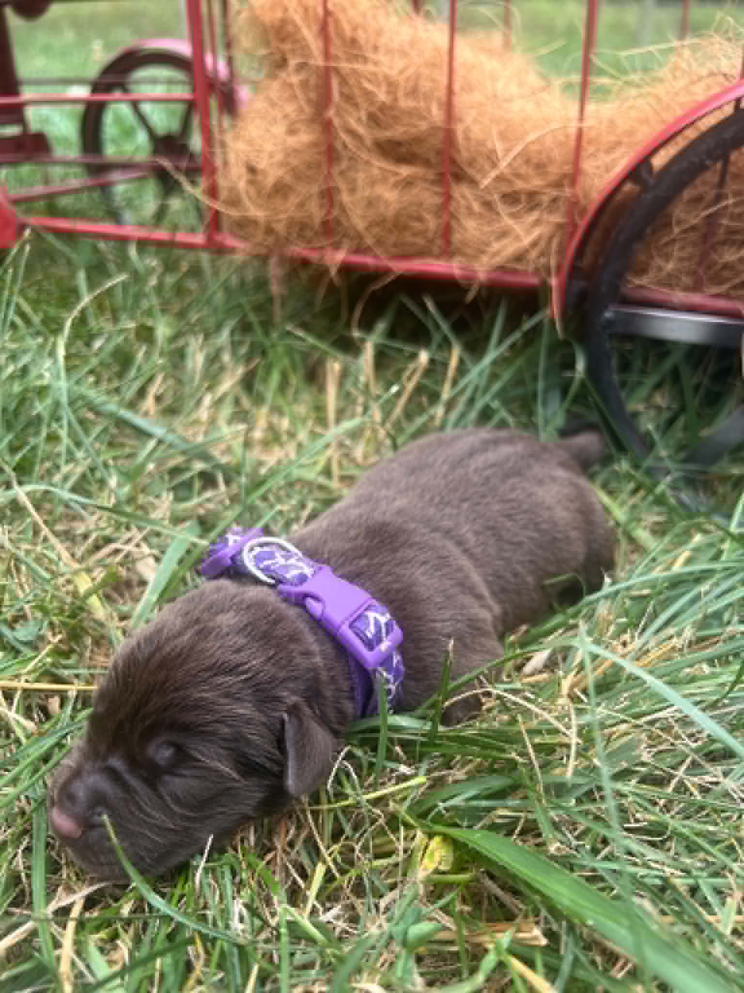 A purebred dark purple Labrador Retriever puppy with a pink curtain and red rose flowers around him.