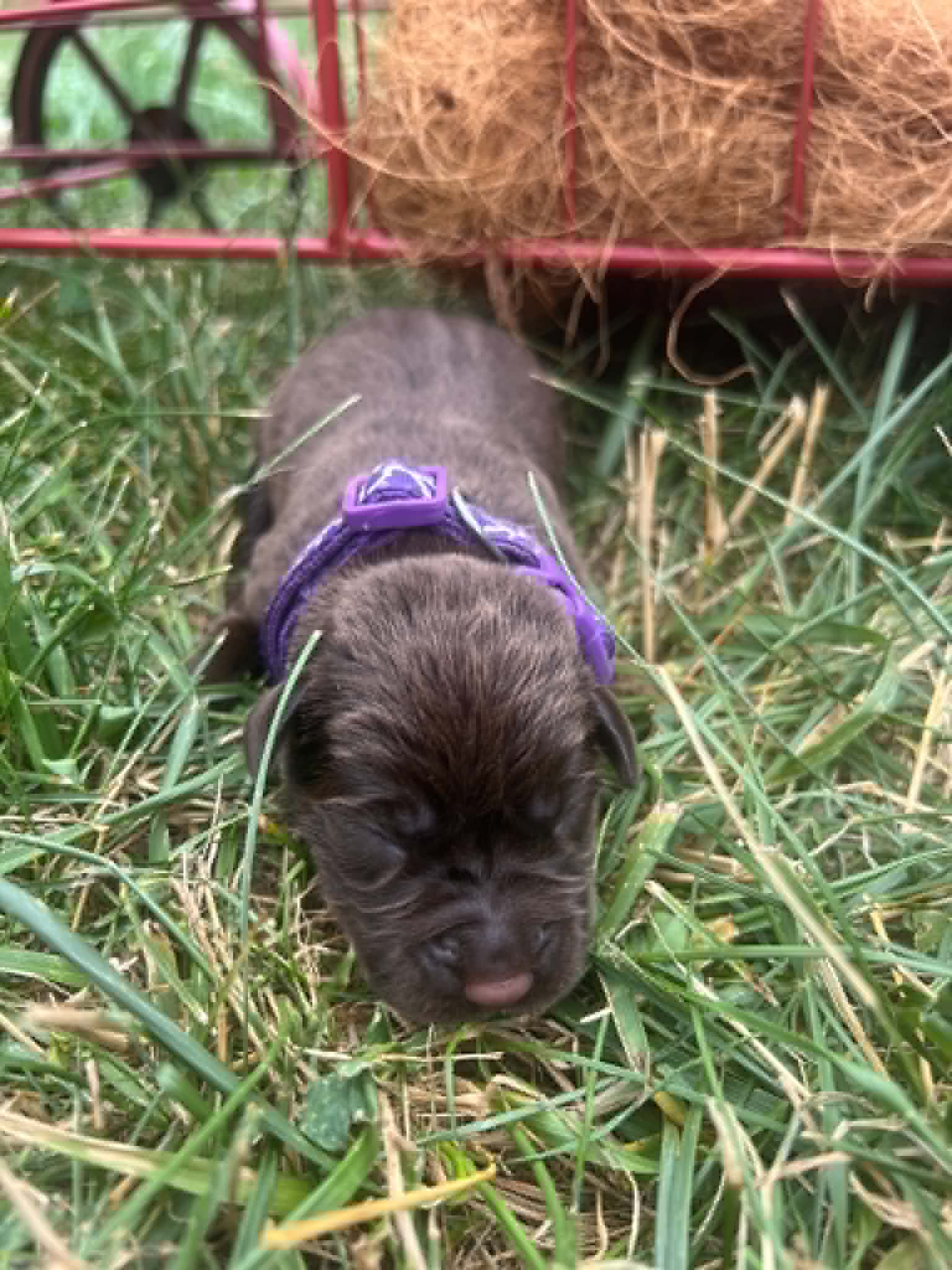 A purebred dark purple Labrador Retriever puppy with a pink curtain and red rose flowers around him.