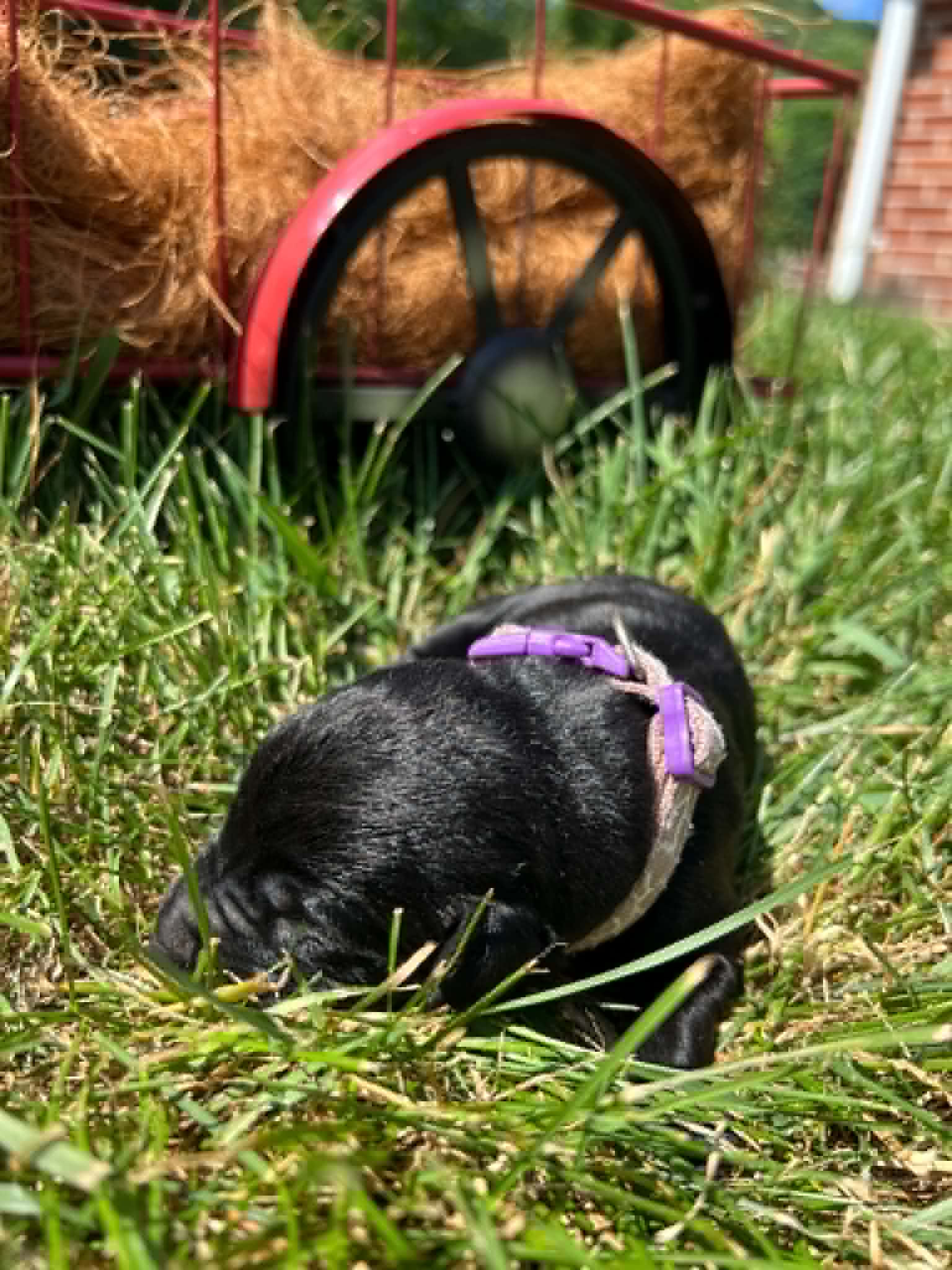 A purebred black Labrador Retriever puppy with a pink curtain and red rose flowers around him.