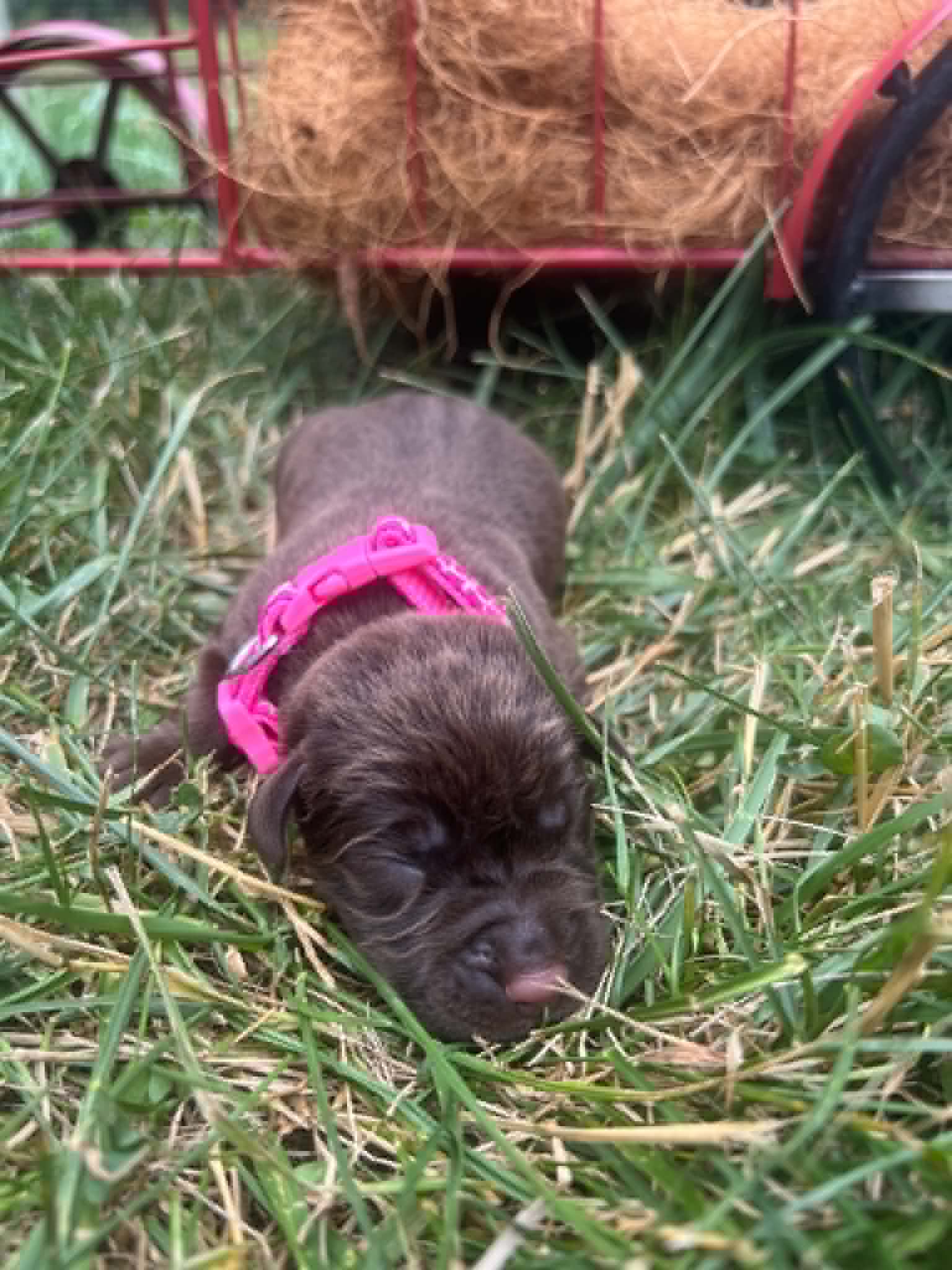 A purebred chocolate Labrador Retriever puppy with a pink curtain and red rose flowers around him.
