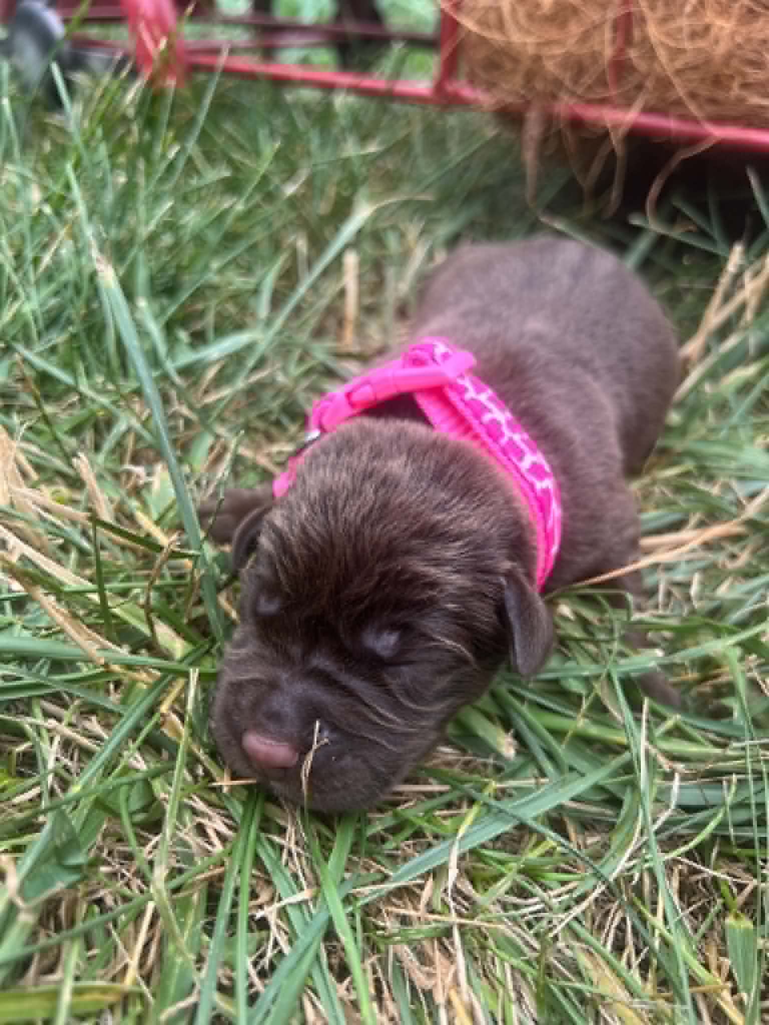 A purebred chocolate Labrador Retriever puppy with a pink curtain and red rose flowers around him.