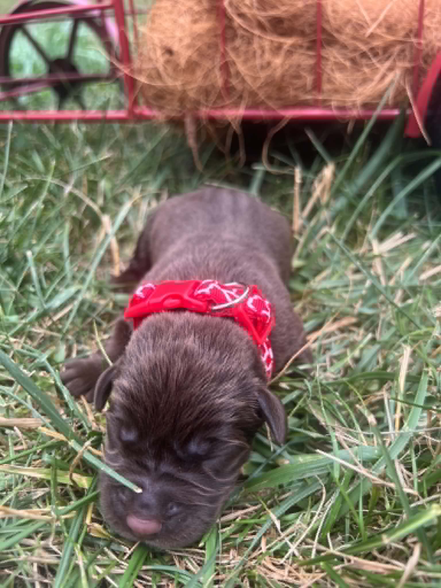 A purebred chocolate Labrador Retriever puppy with a pink curtain and red rose flowers around him.