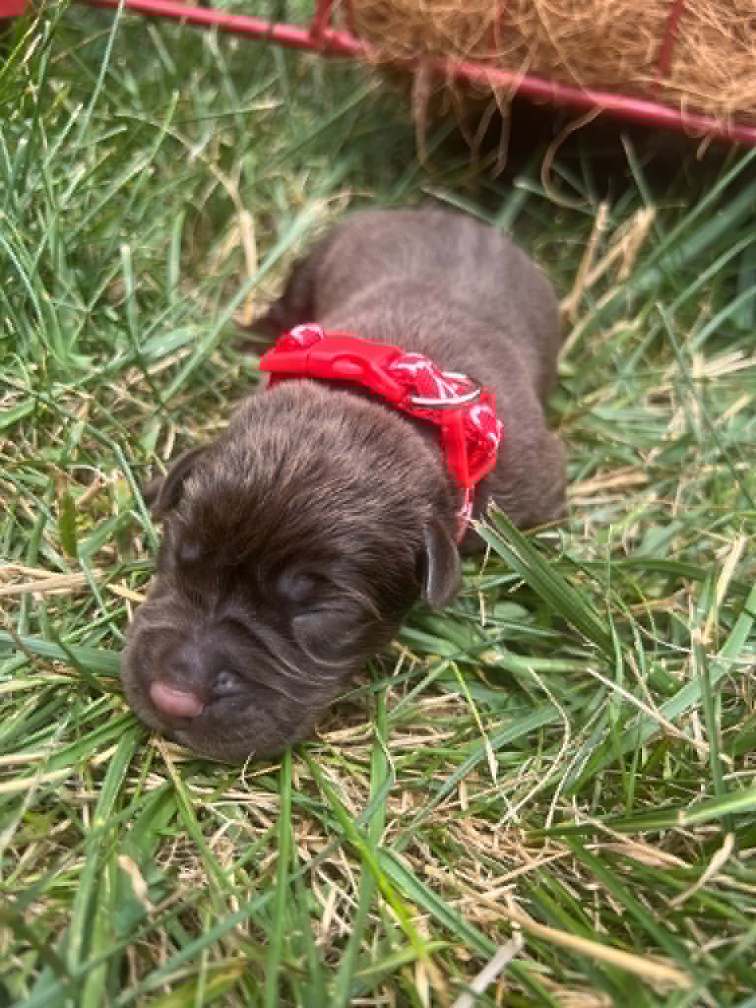A purebred chocolate Labrador Retriever puppy with a pink curtain and red rose flowers around him.