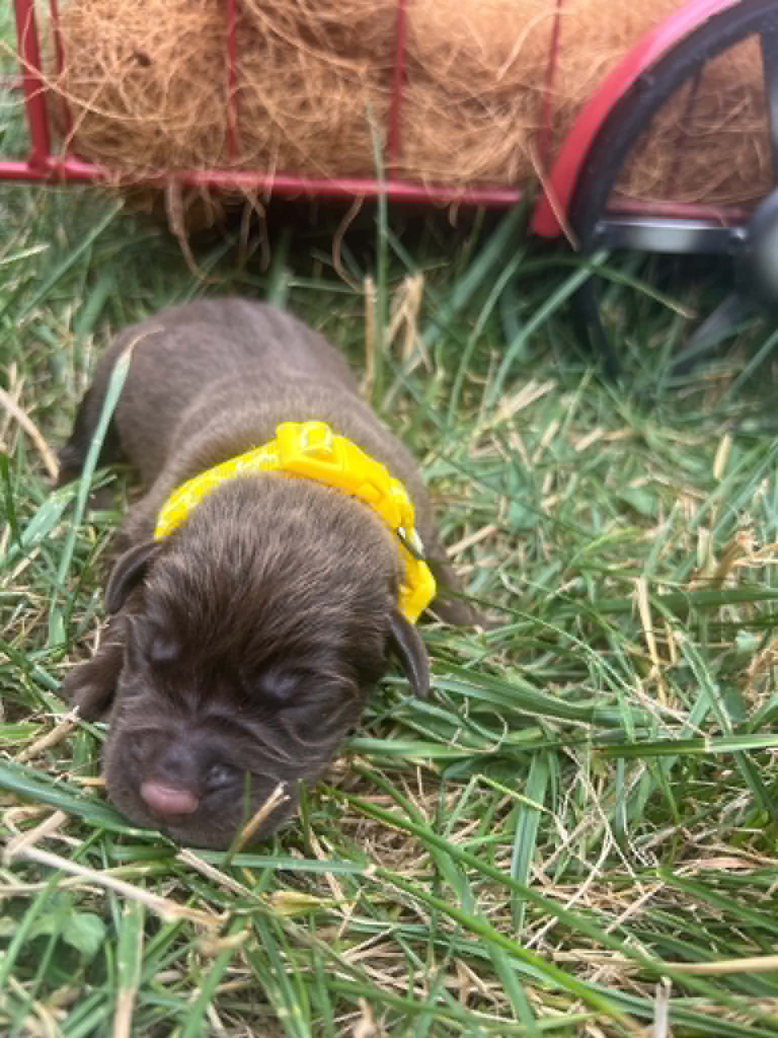 A purebred chocolate Labrador Retriever puppy with a pink curtain and red rose flowers around him.