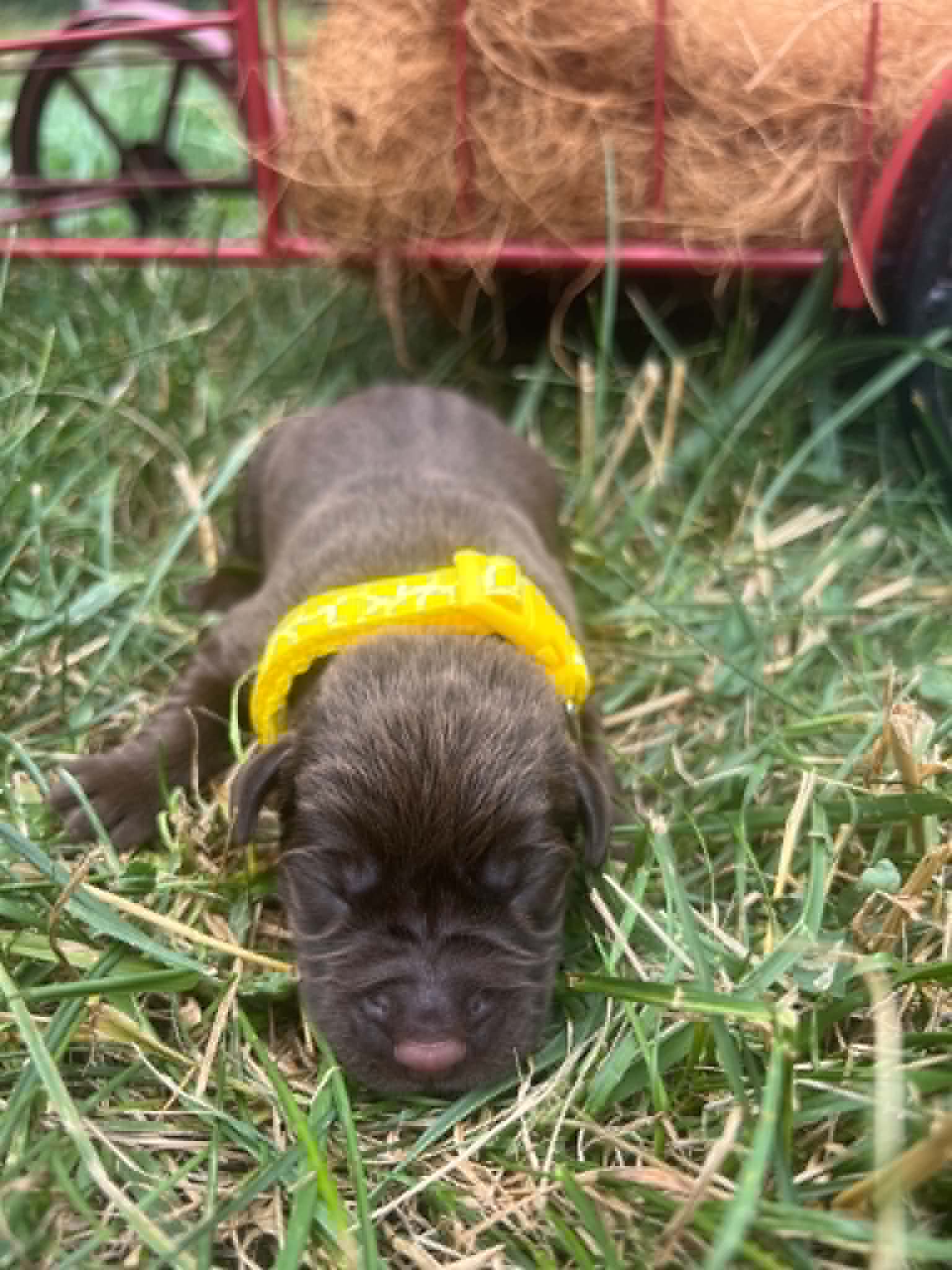 A purebred chocolate Labrador Retriever puppy with a pink curtain and red rose flowers around him.