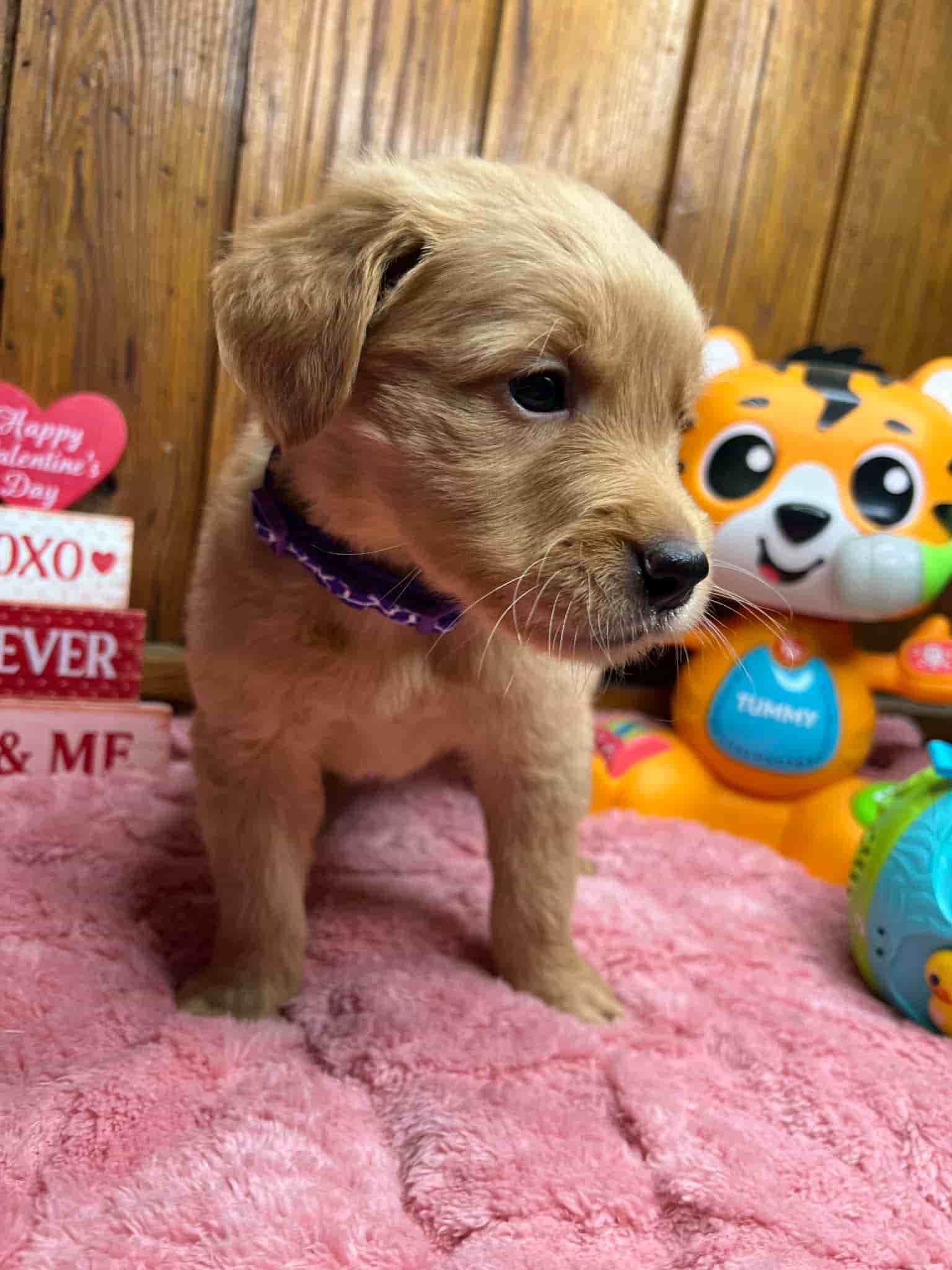 A purebred chocolate Labrador Retriever puppy with a pink curtain and red rose flowers around him.