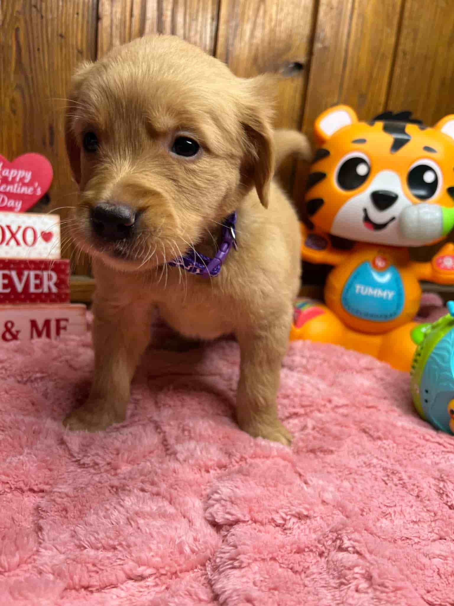 A purebred chocolate Labrador Retriever puppy with a pink curtain and red rose flowers around him.