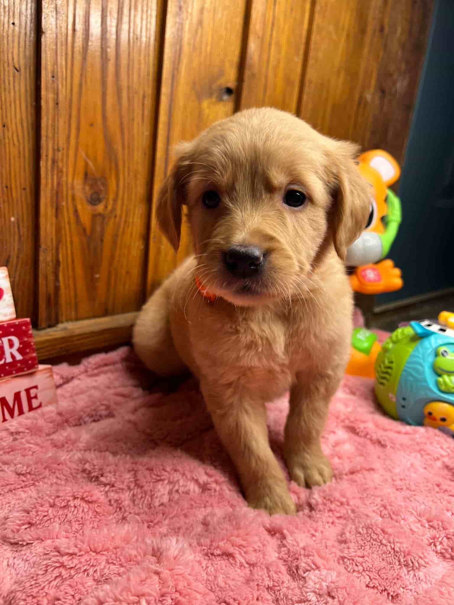 A purebred yellow Labrador Retriever puppy with a pink curtain and red rose flowers around him.