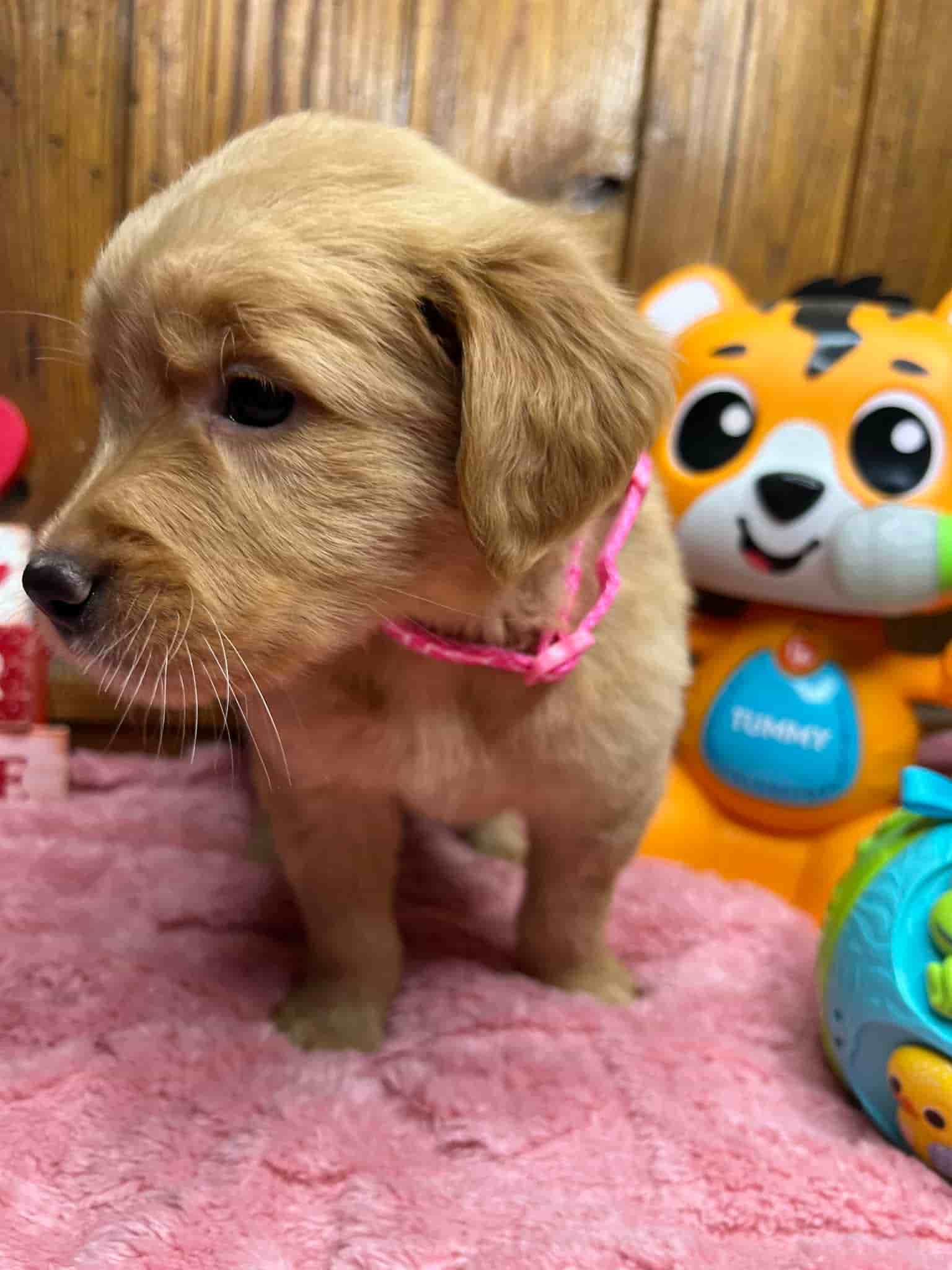 A purebred yellow Labrador Retriever puppy with a pink curtain and red rose flowers around him.