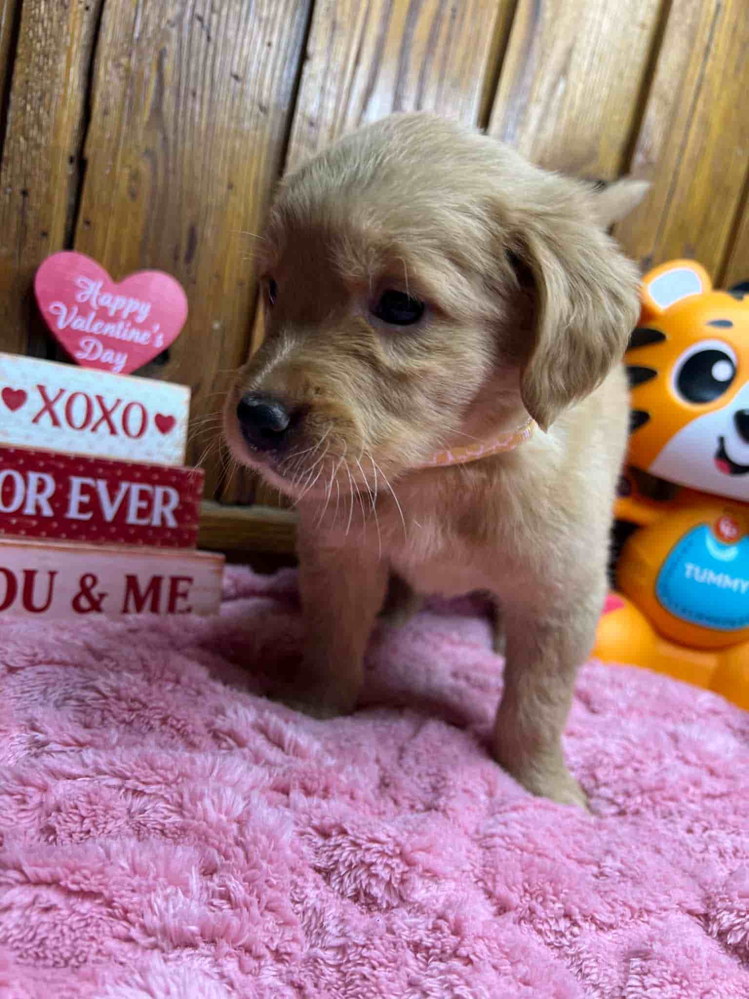 A purebred chocolate Labrador Retriever puppy with a pink curtain and red rose flowers around him.