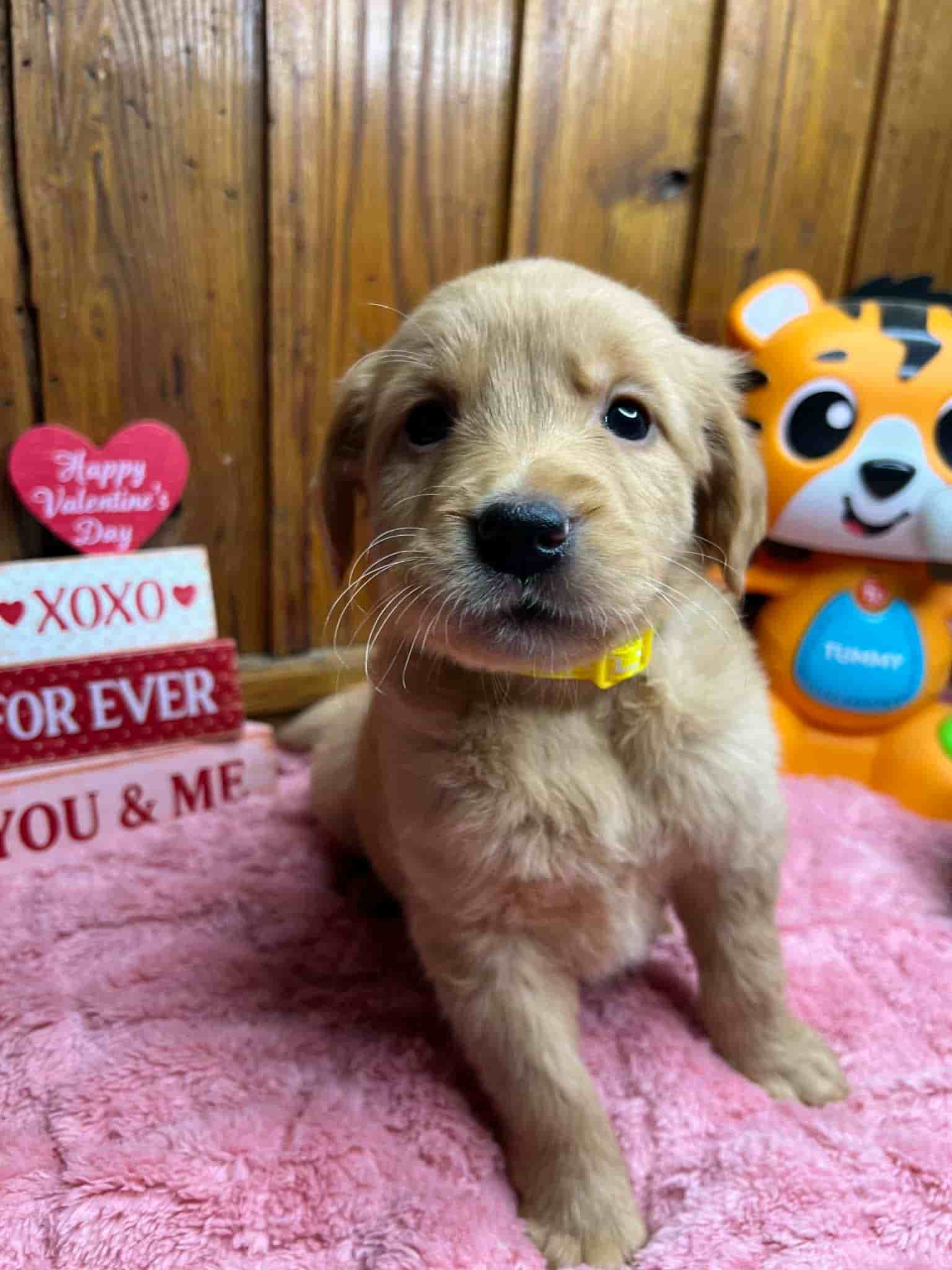 A purebred yellow Labrador Retriever puppy with a pink curtain and red rose flowers around him.