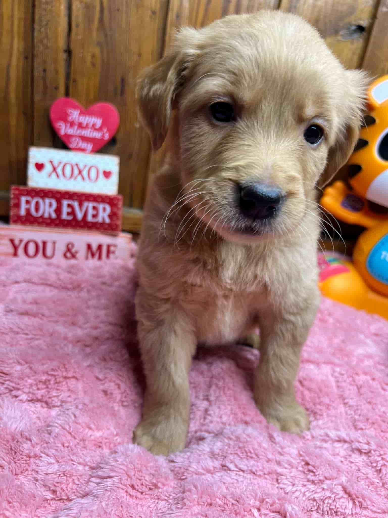 A purebred yellow Labrador Retriever puppy with a pink curtain and red rose flowers around him.