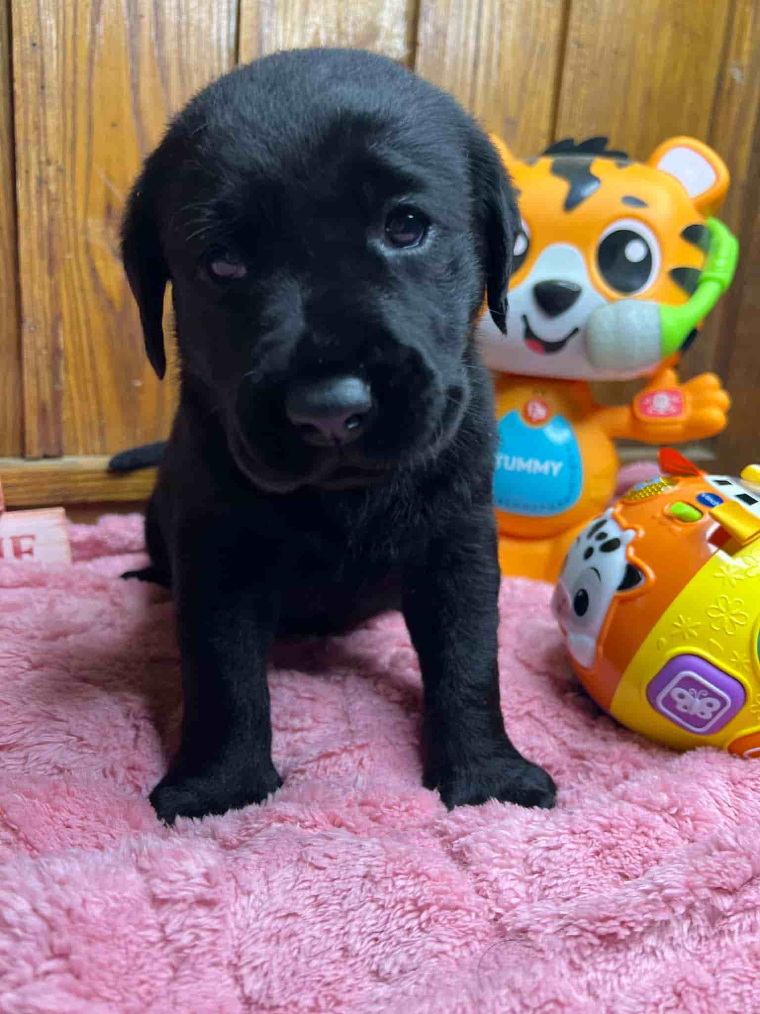 A purebred black Labrador Retriever puppy with a pink curtain and red rose flowers around him.