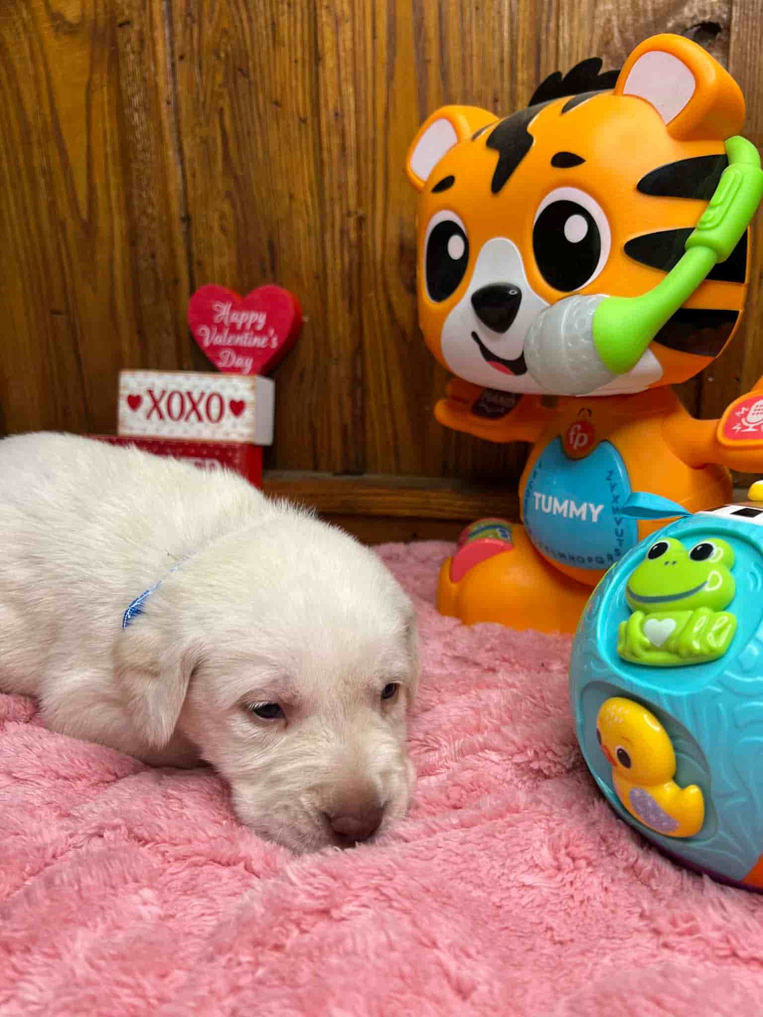 A purebred black Labrador Retriever puppy with a pink curtain and red rose flowers around him.