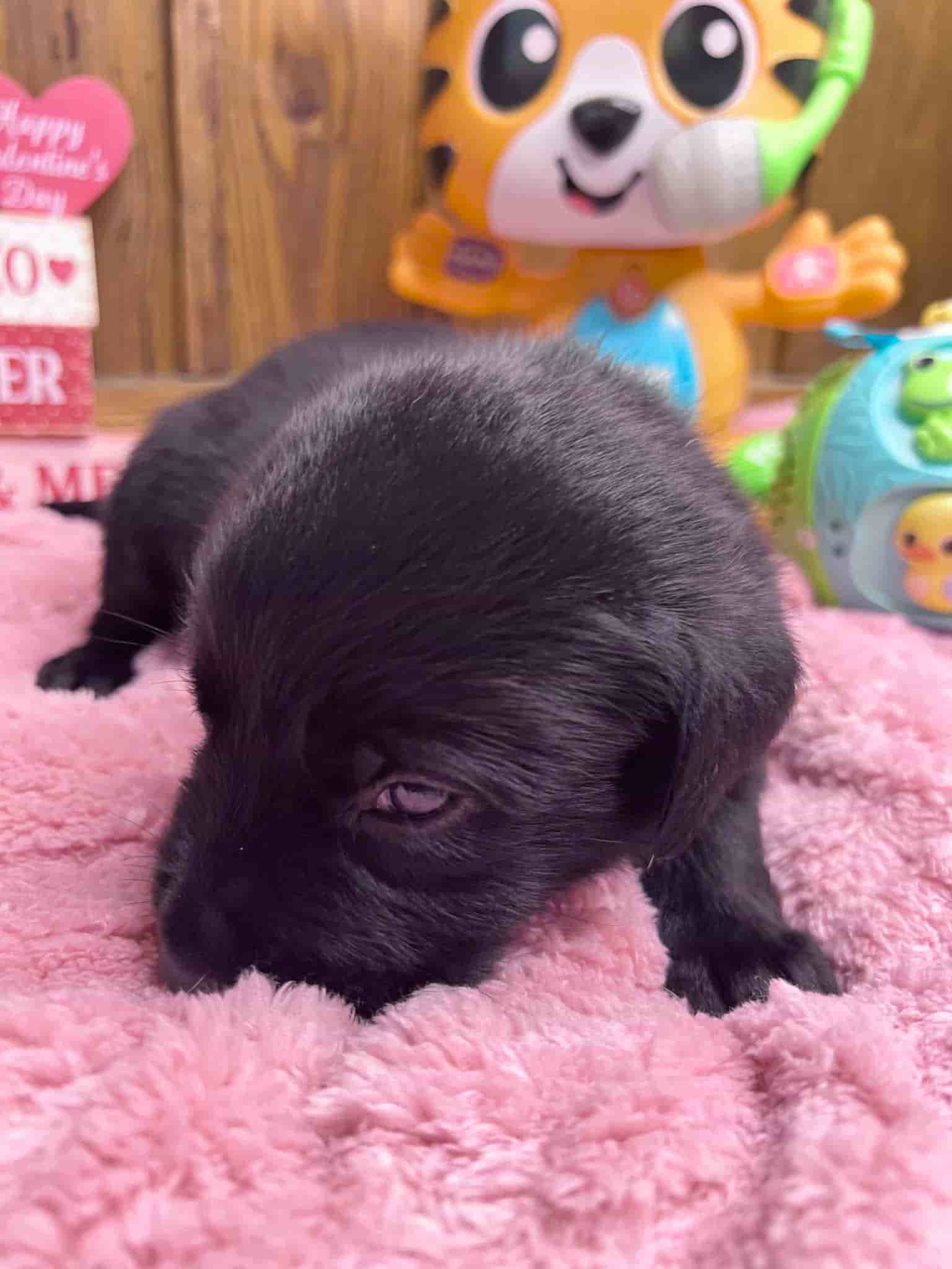 A purebred black Labrador Retriever puppy with a pink curtain and red rose flowers around him.