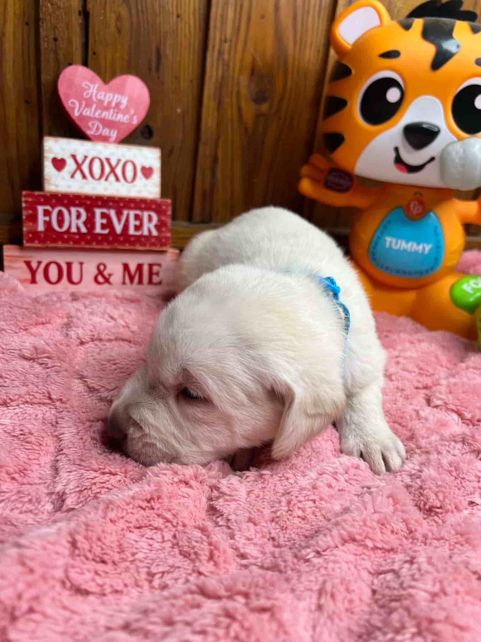 A purebred black Labrador Retriever puppy with a pink curtain and red rose flowers around him.