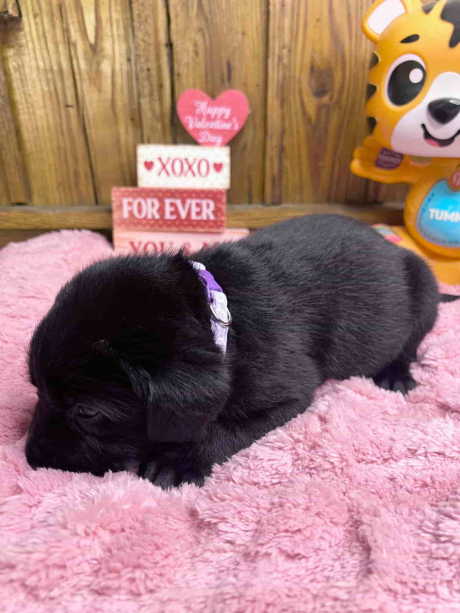 A purebred black Labrador Retriever puppy with a pink curtain and red rose flowers around him.